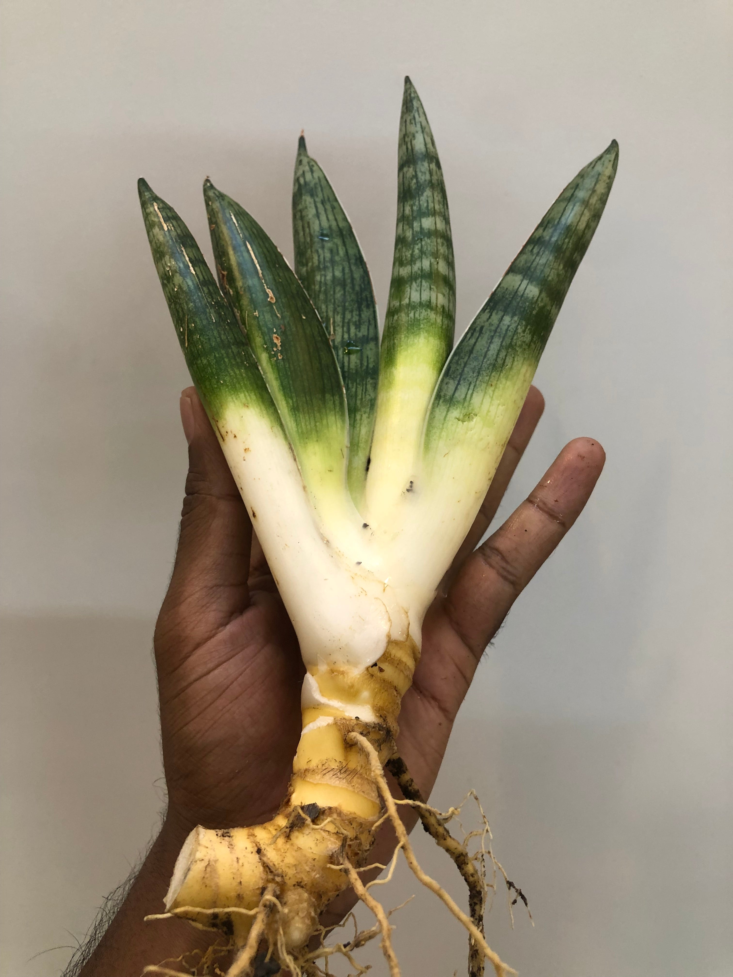 Sansevieria MACHO
