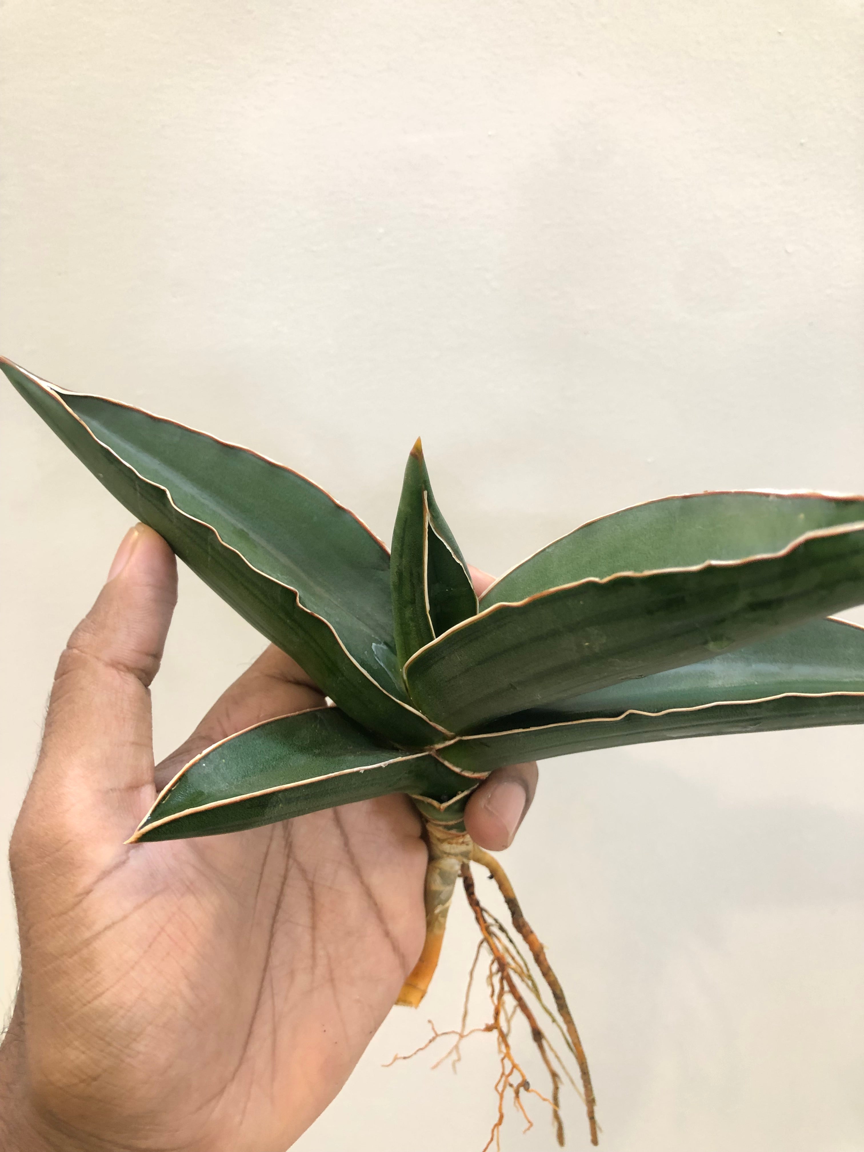 Sansevieria Samurai Snake Plant