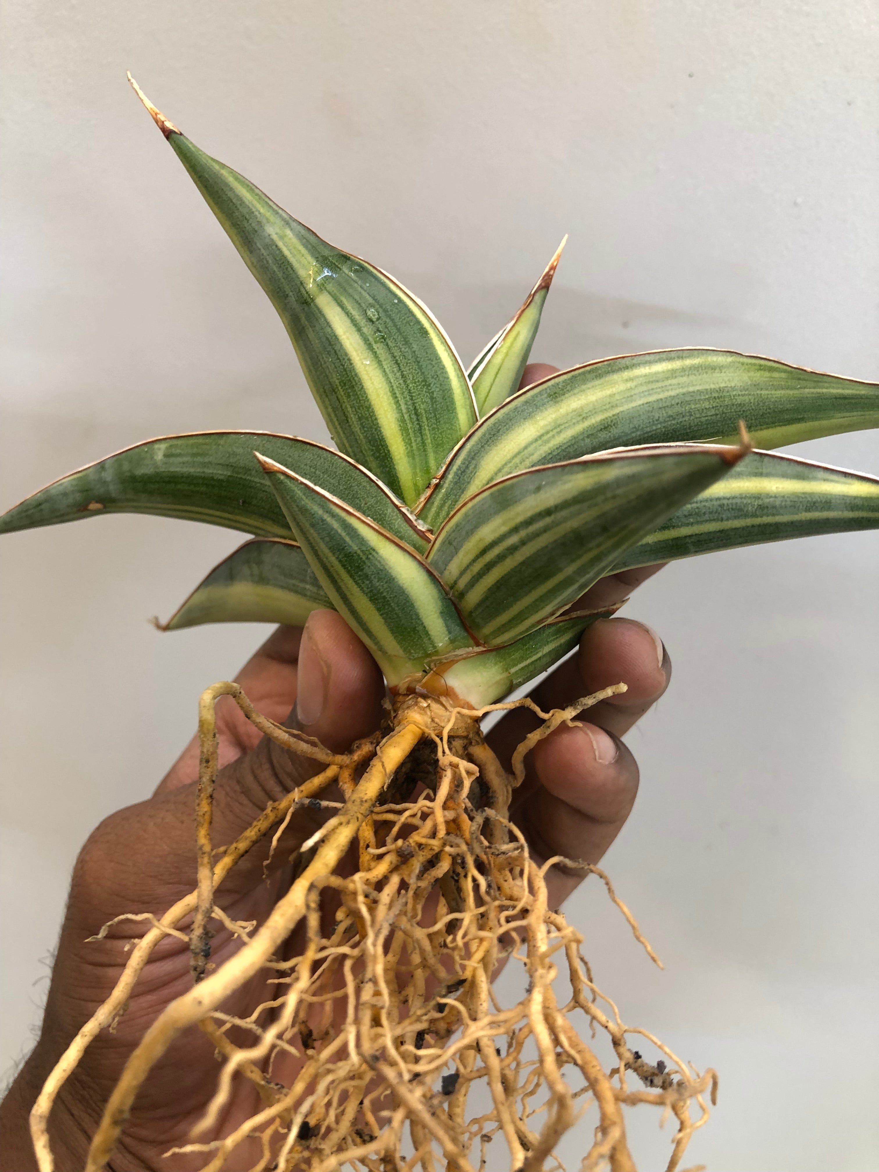 Sansevieria JBT SILVER