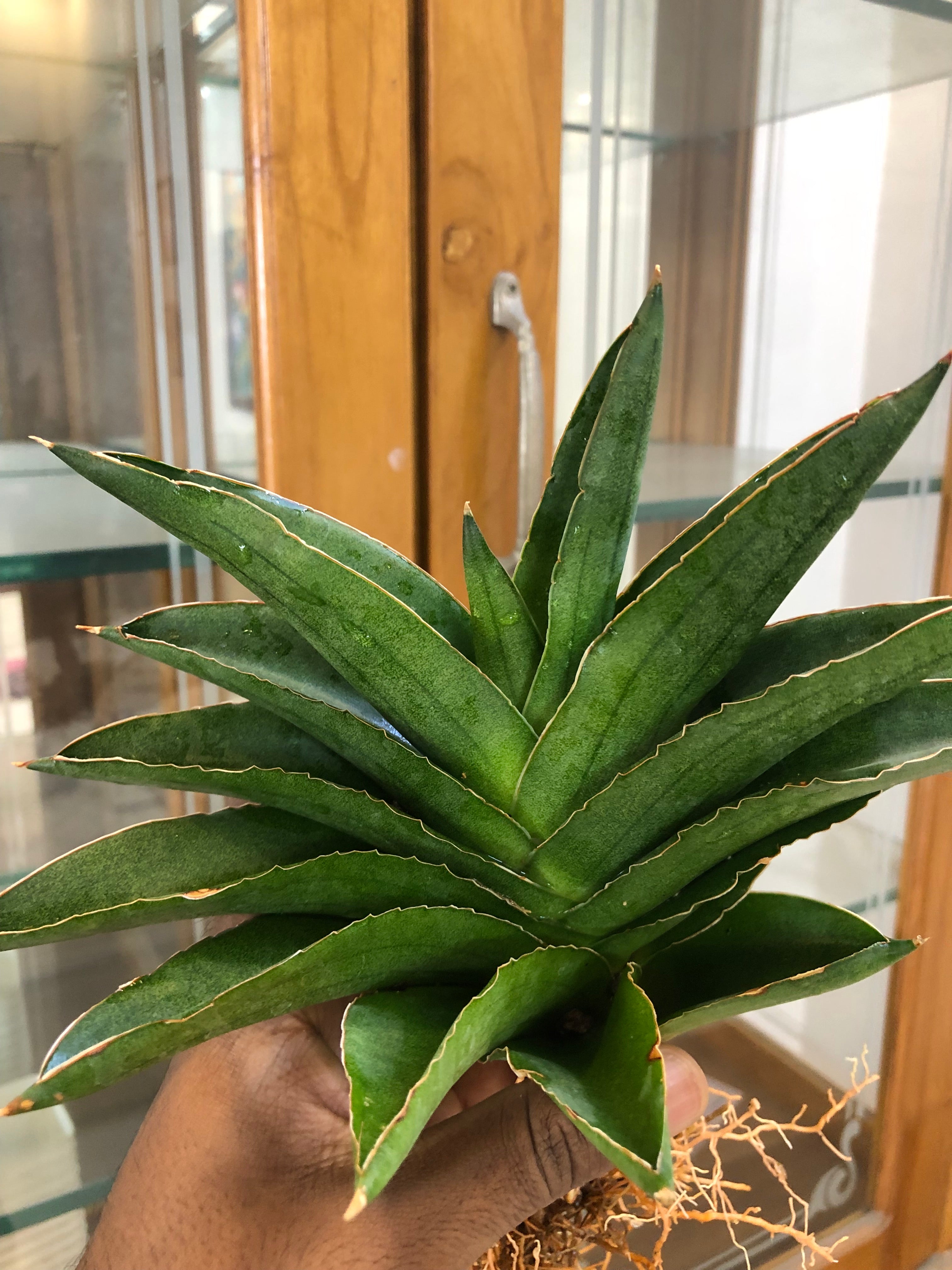 Sansevieria Andaman – Exotic Compact Indoor Plant