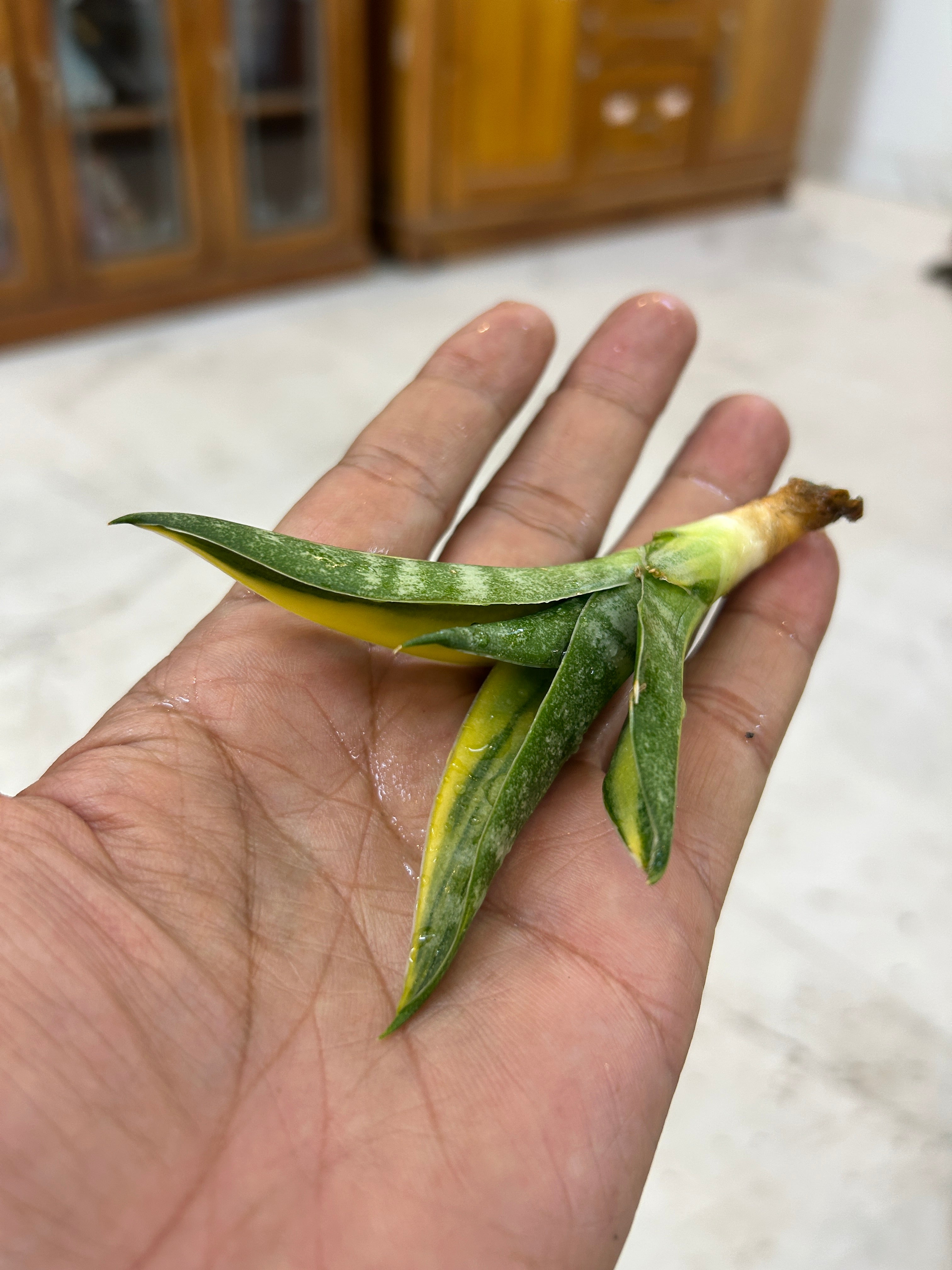 Sansevieria ARIELLA VARIEGATED