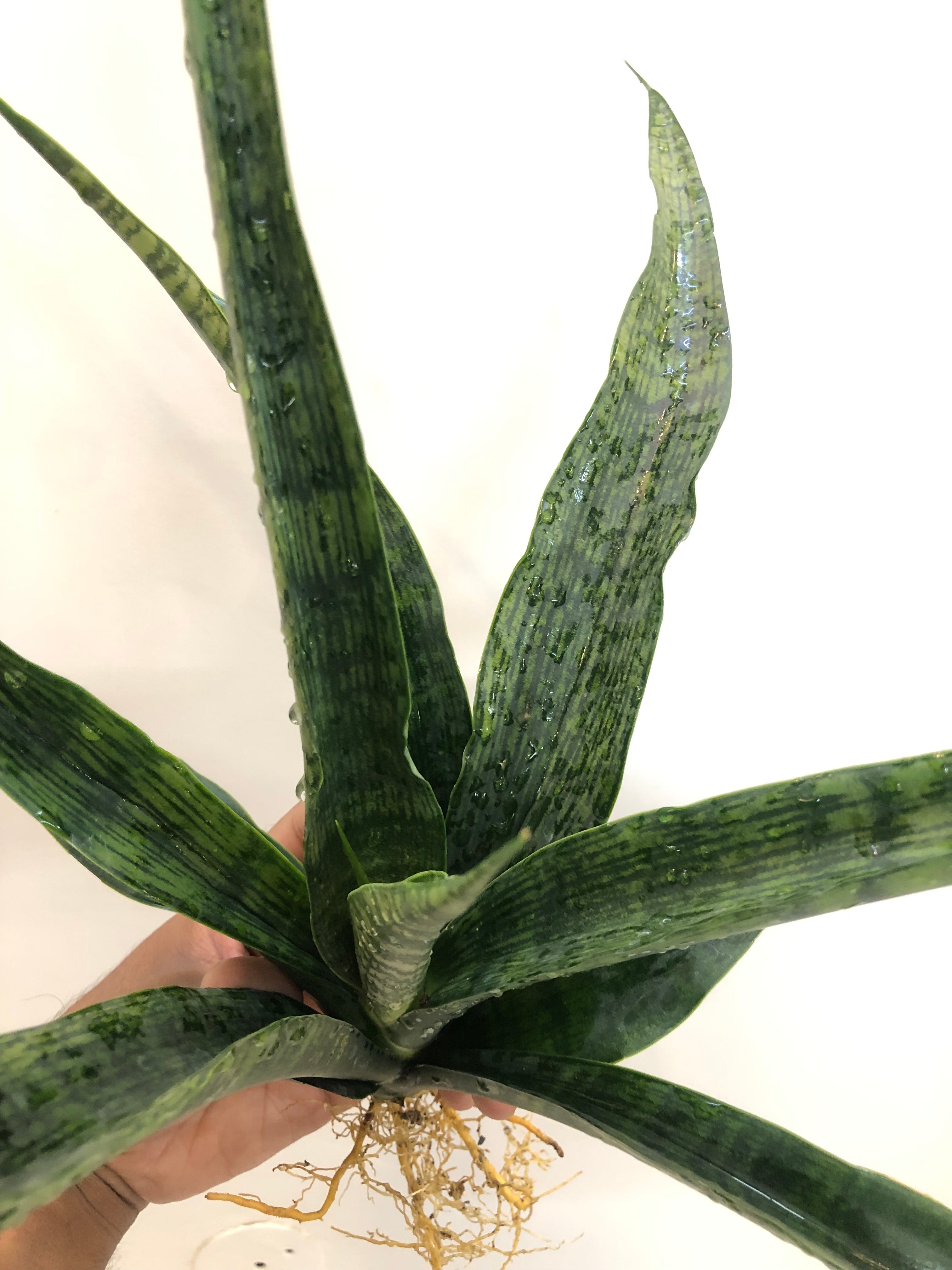 Sansevieria BALLERIAN SPECIMEN