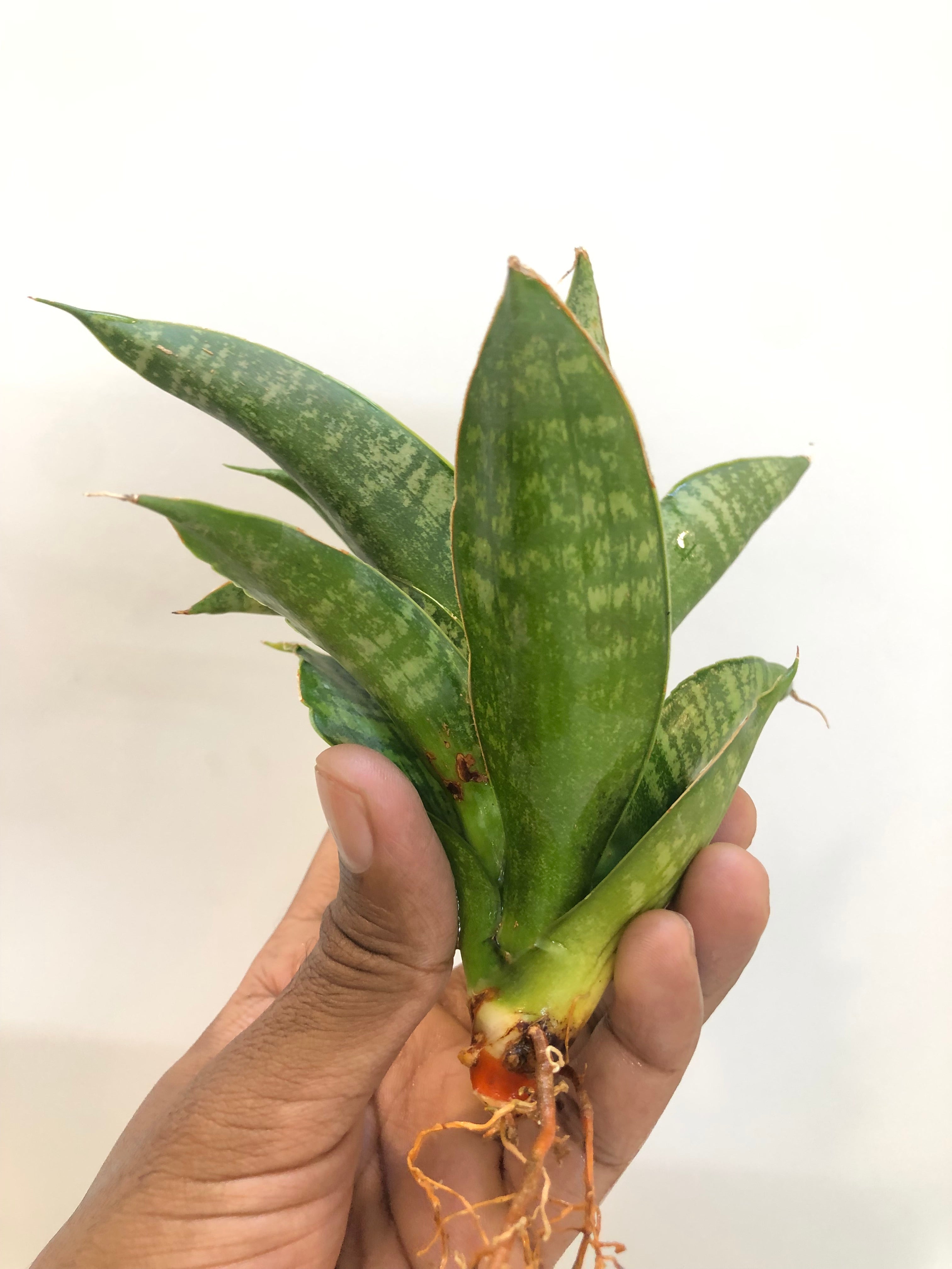 Sansevieria SINTA (THATS HOW MATA SITA IS ADDRESSED IN INDONESIA)