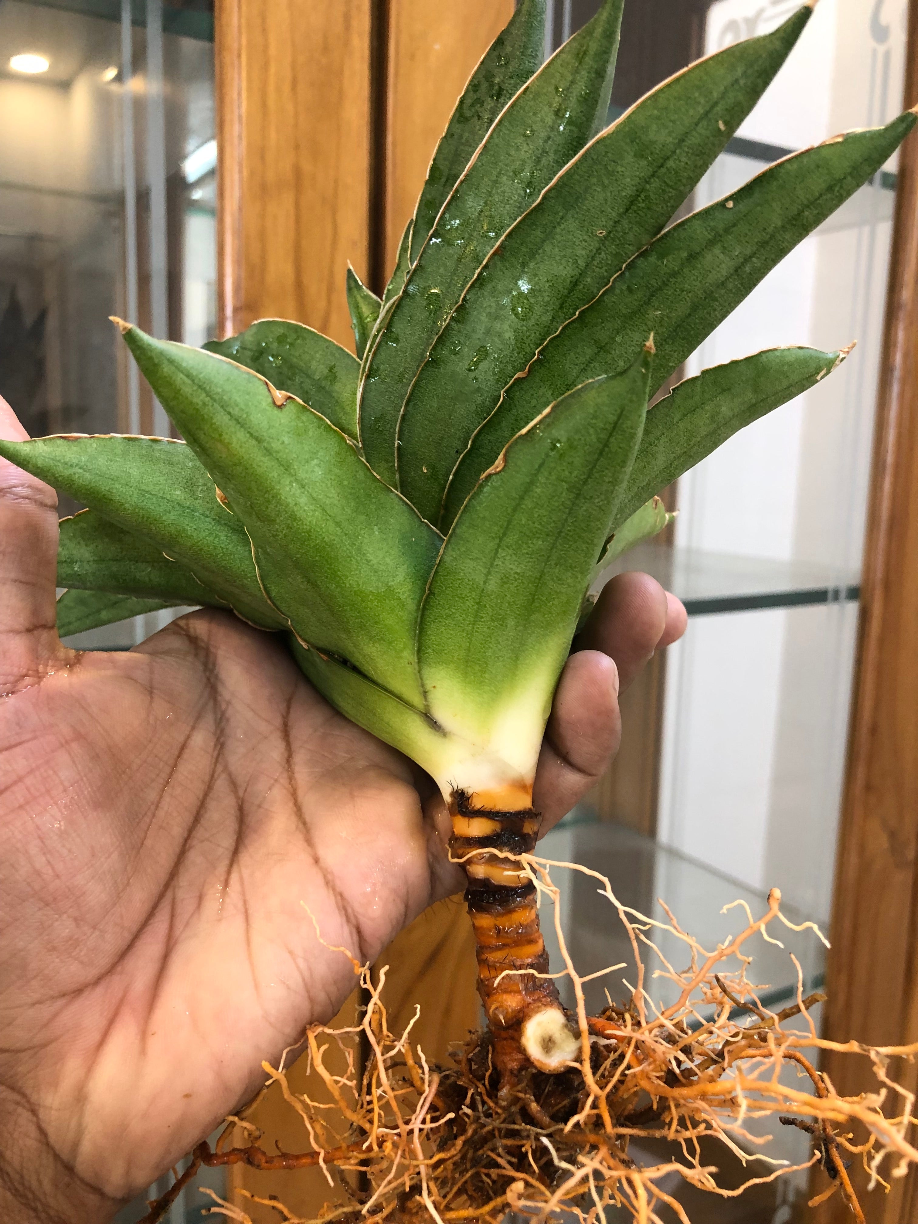 Sansevieria Andaman – Exotic Compact Indoor Plant