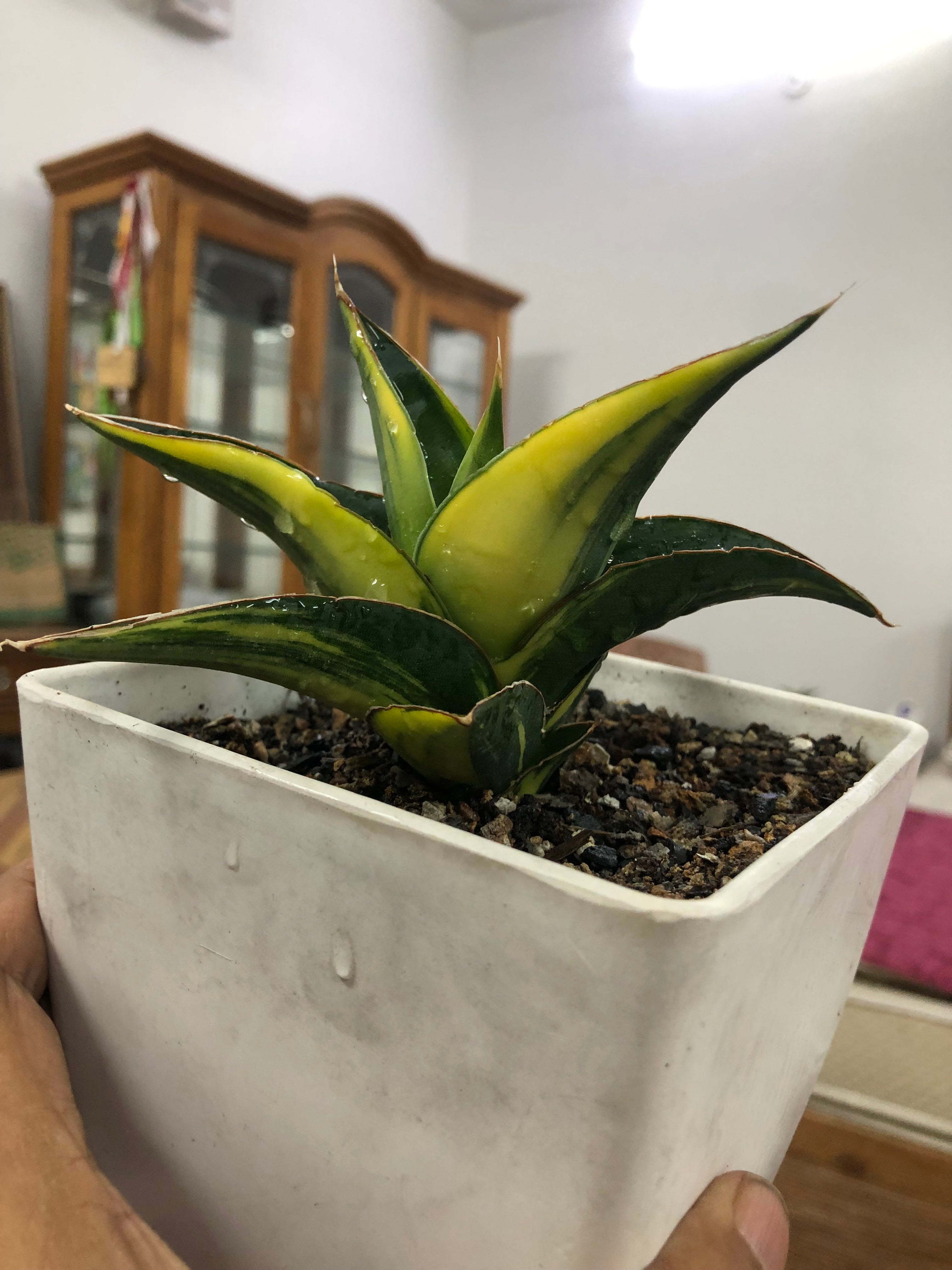 Sansevieria KUKU BIMA VARIEGATED