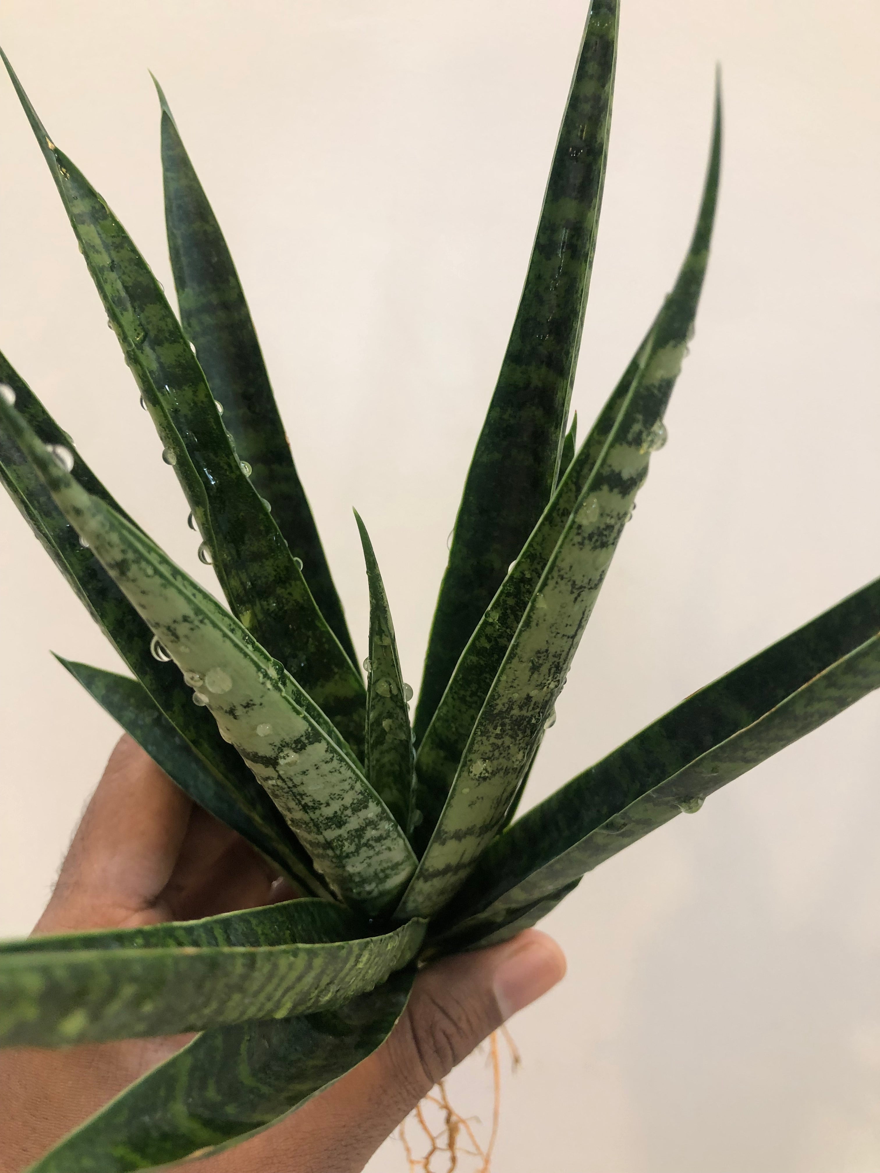 Sansevieria CHAIYO