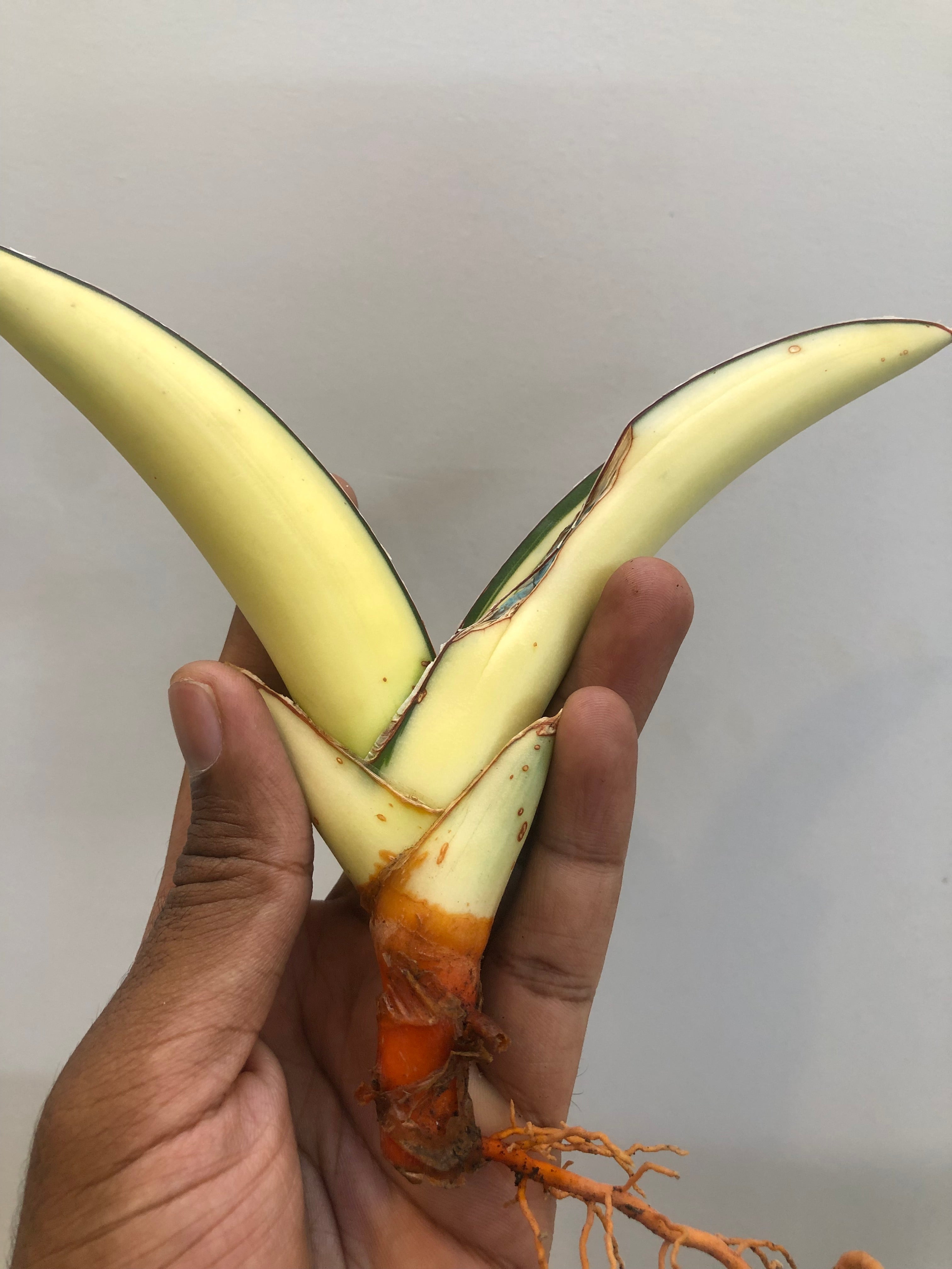 Sansevieria SALAF WHITE VAR