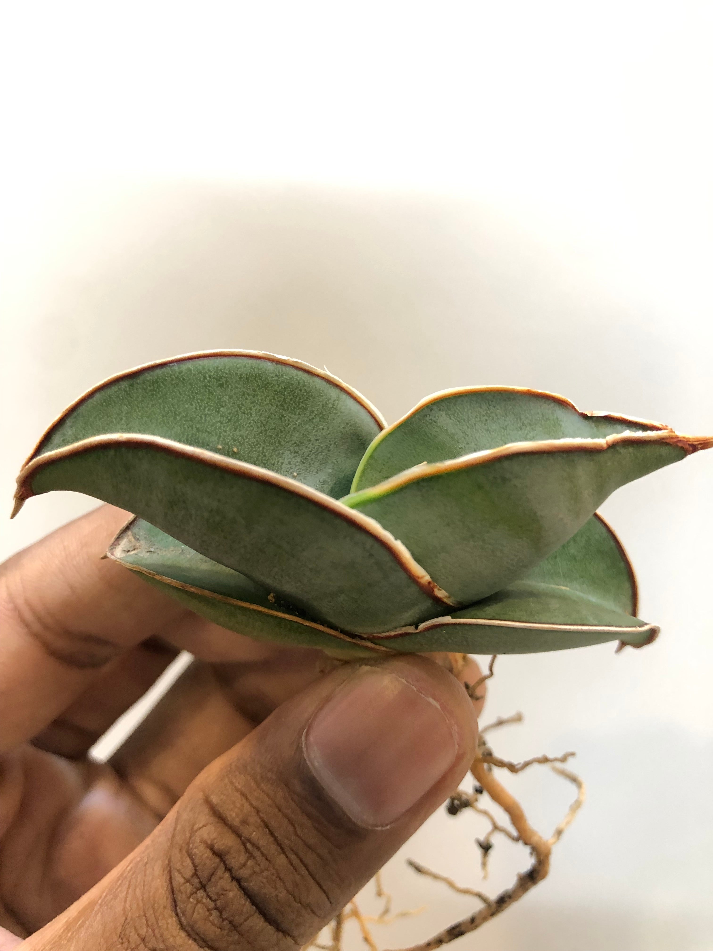 Sansevieria BANANA