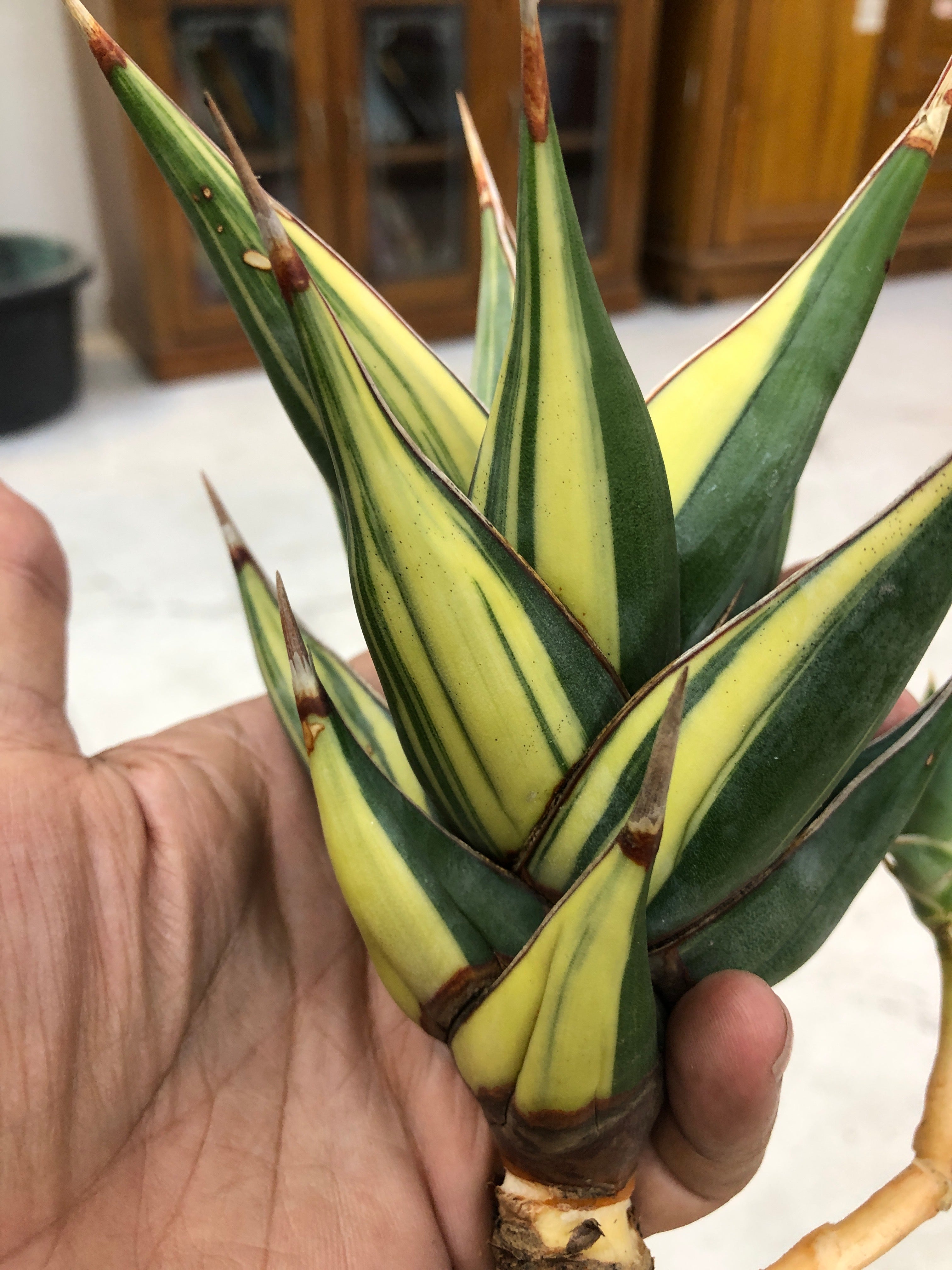 Sansevieria PINGUICULA VARIEGATED