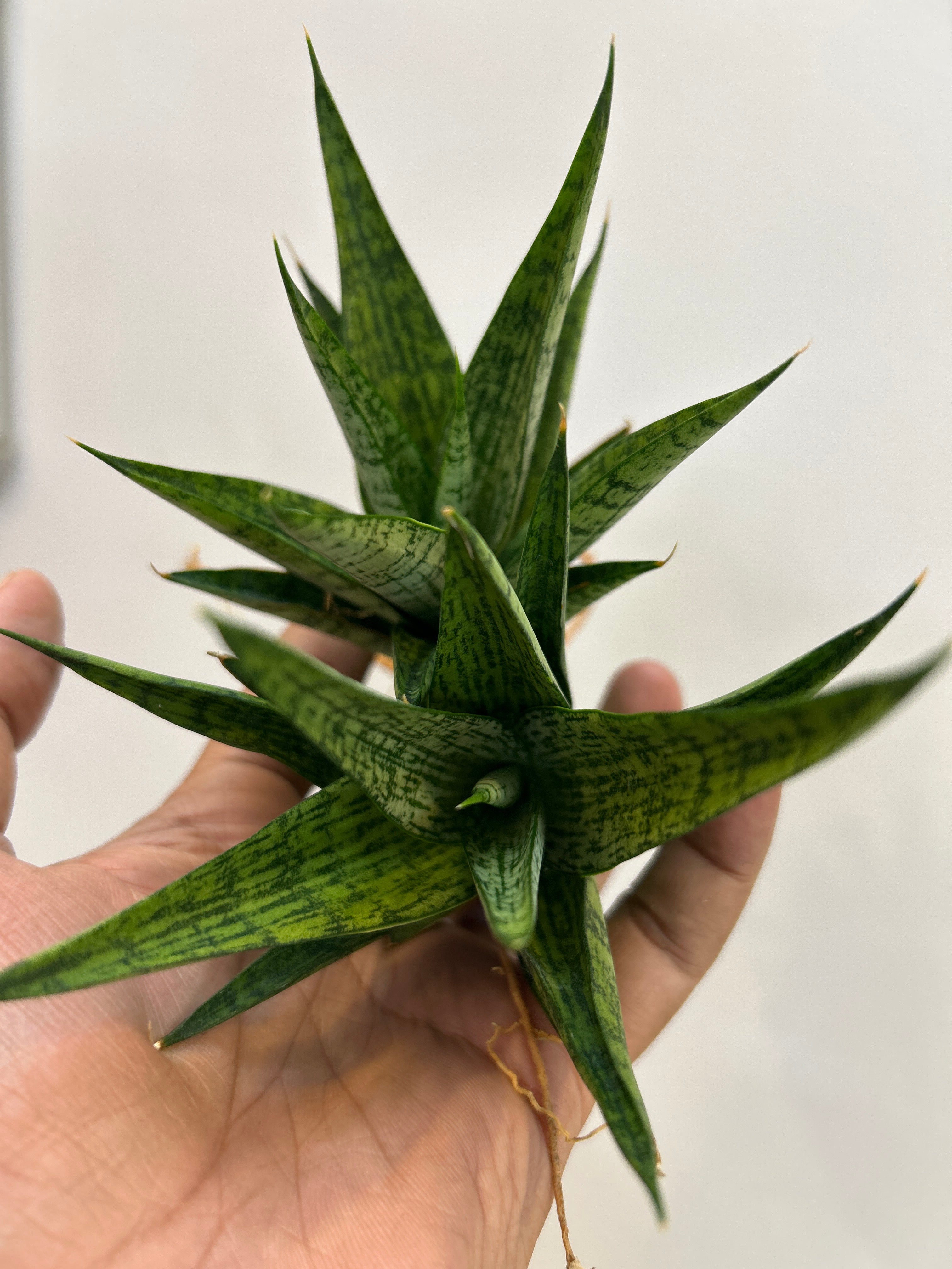 Sansevieria PRIMA