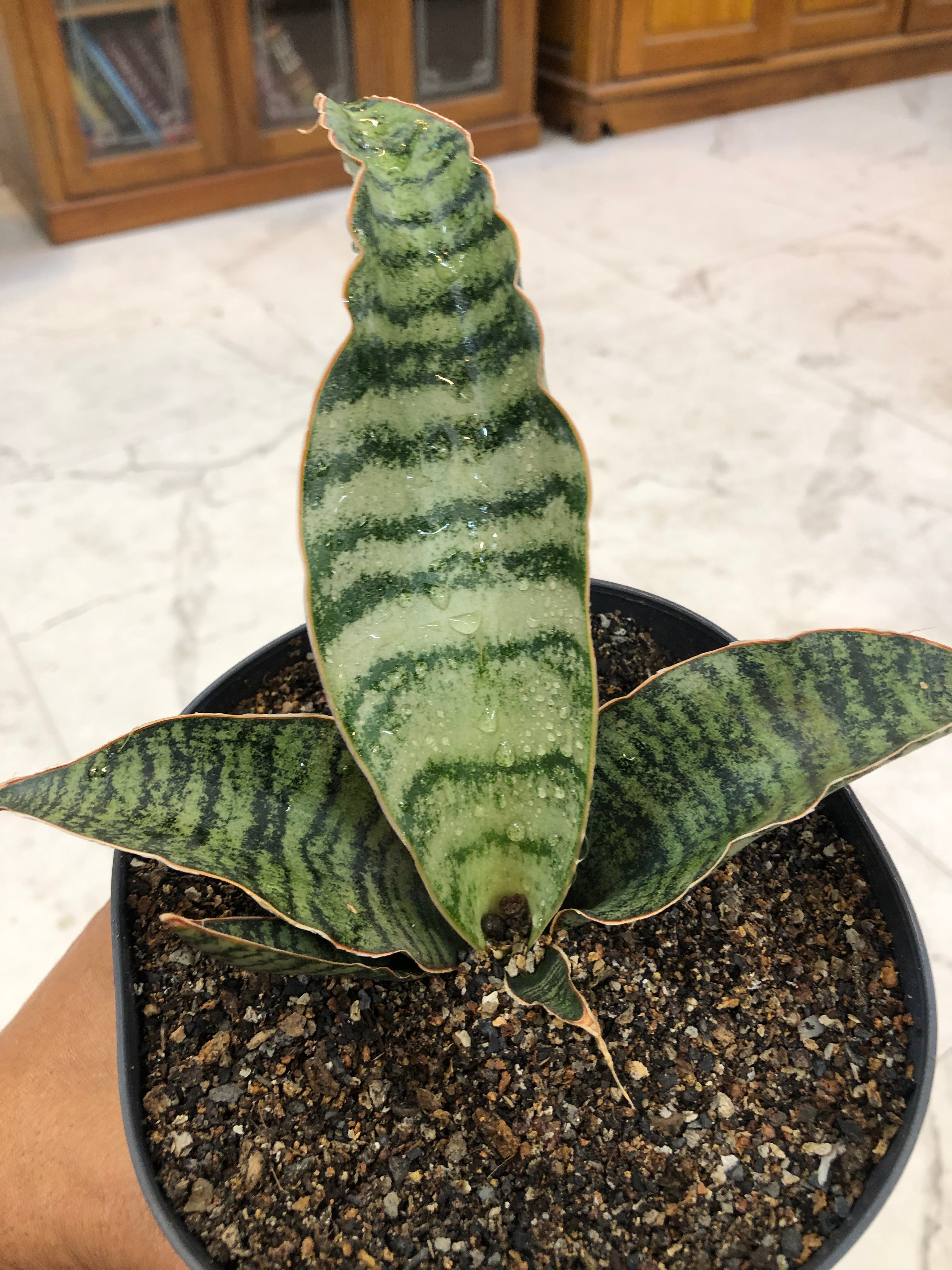 Sansevieria Hybrid MARFUAH
