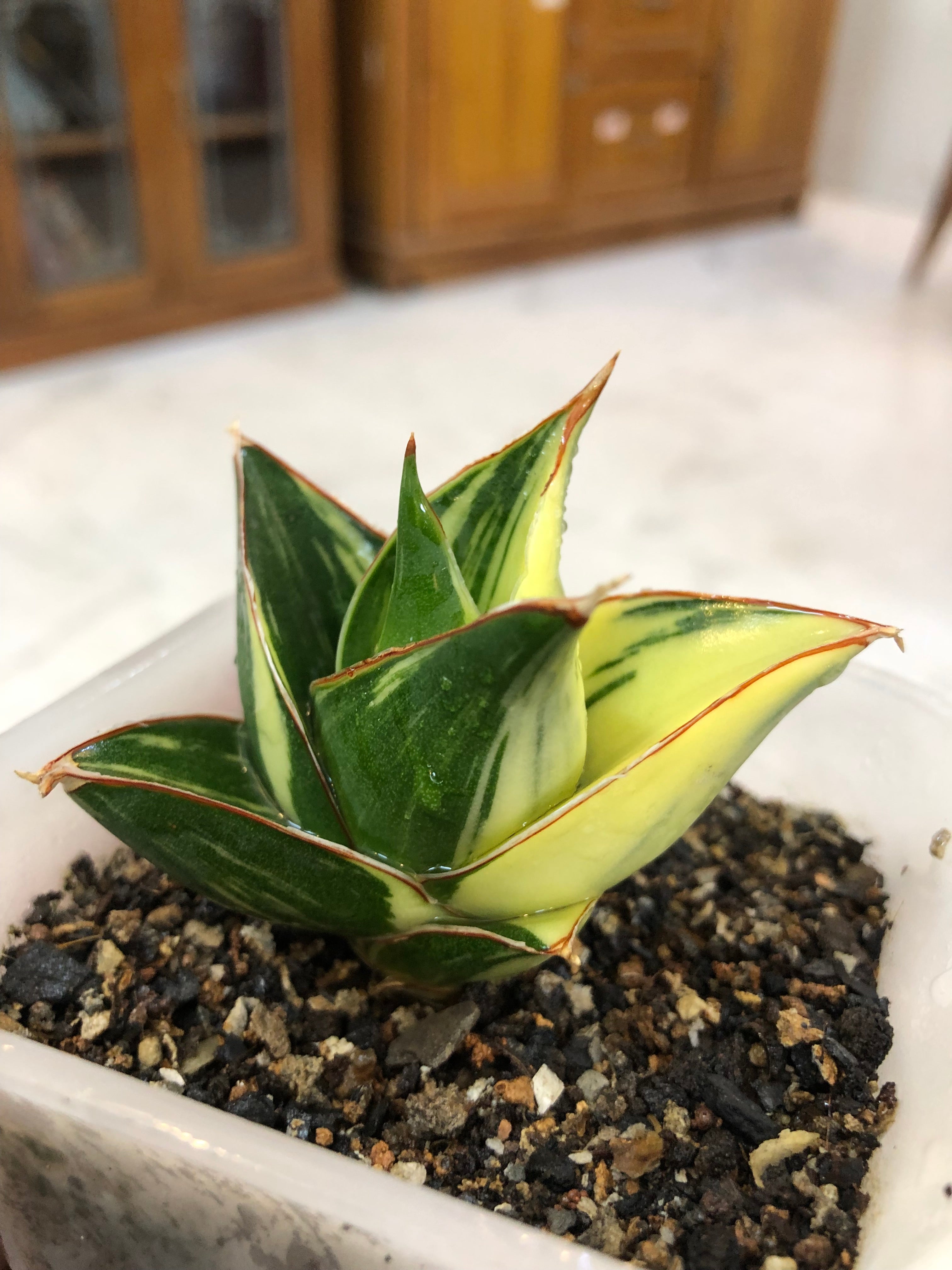 Sansevieria TOWER BLUE VARIEGATED WHITE