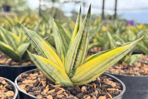 Sansevieria MANJA VARIEGATED
