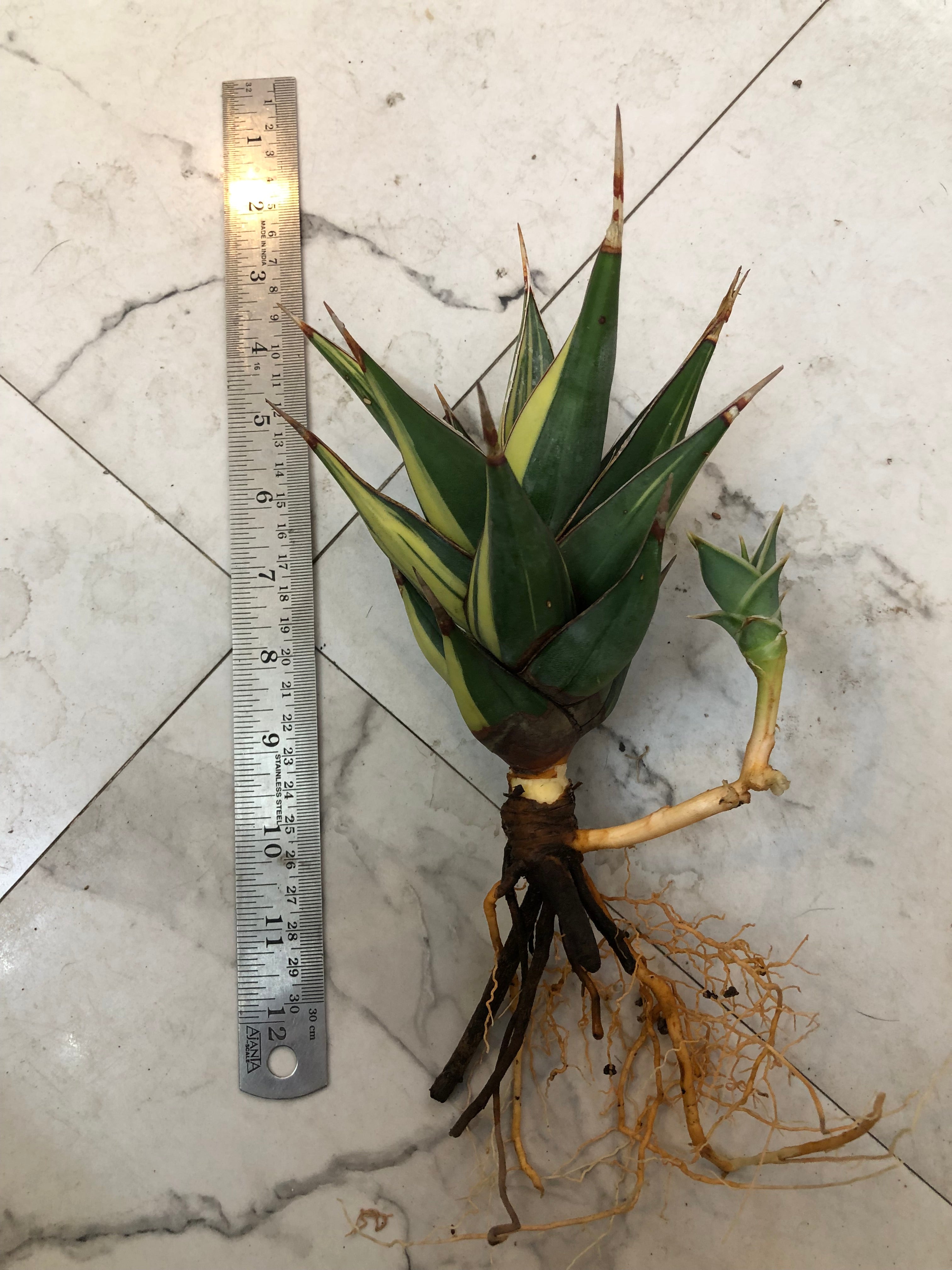 Sansevieria PINGUICULA VARIEGATED