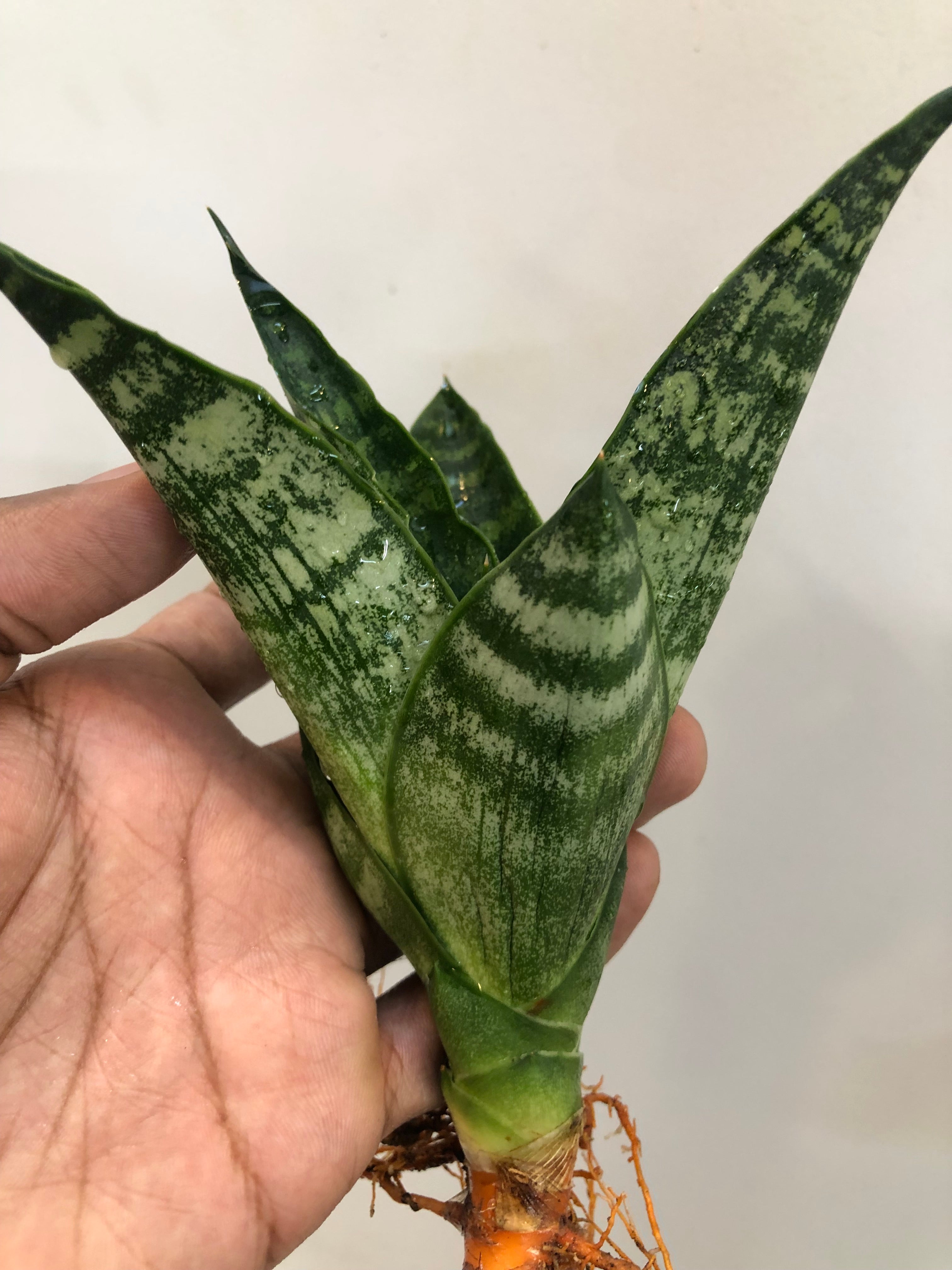 Sansevieria BLACK HORSE