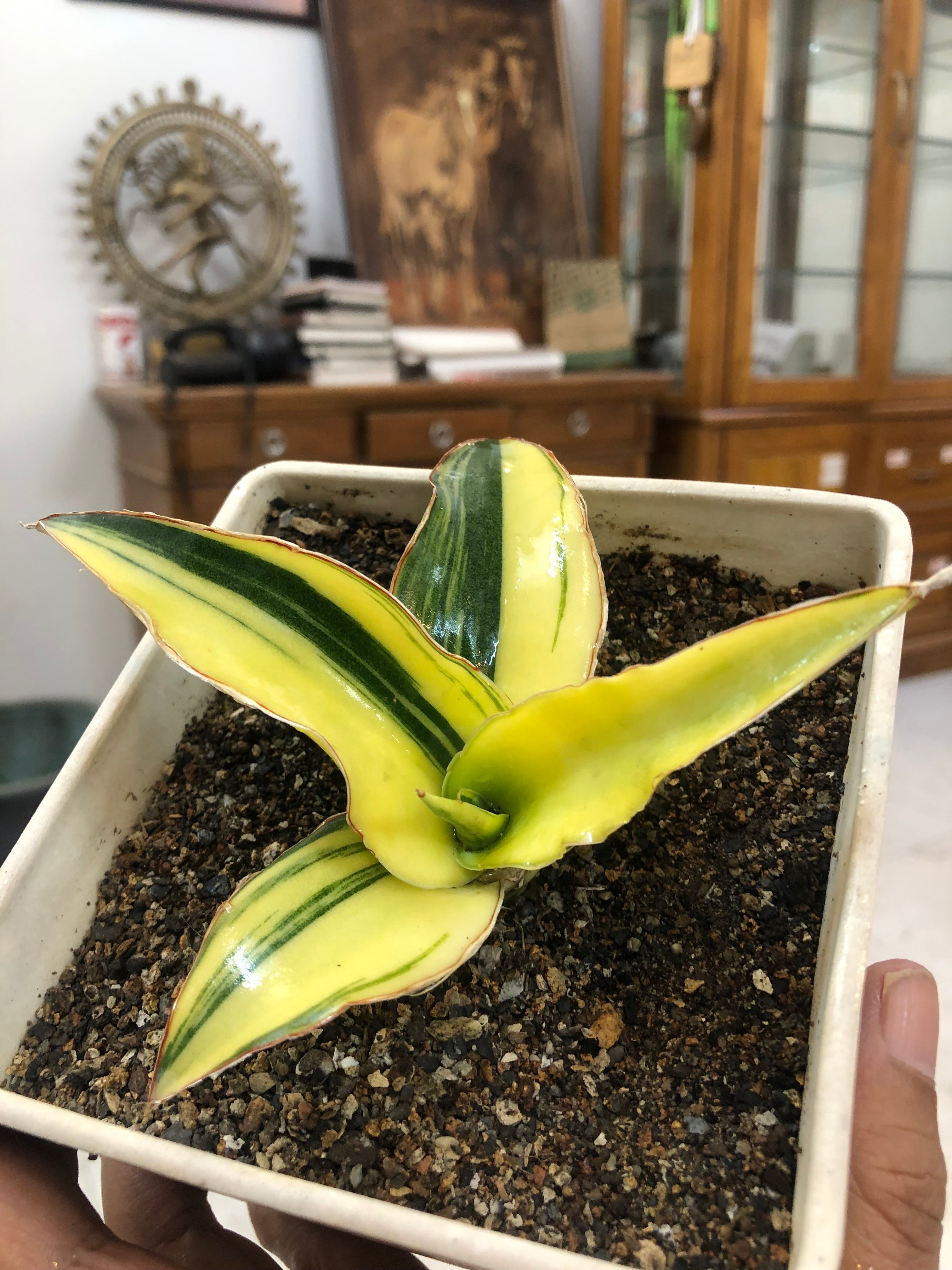 Sansevieria GANESHA VARIEGATED