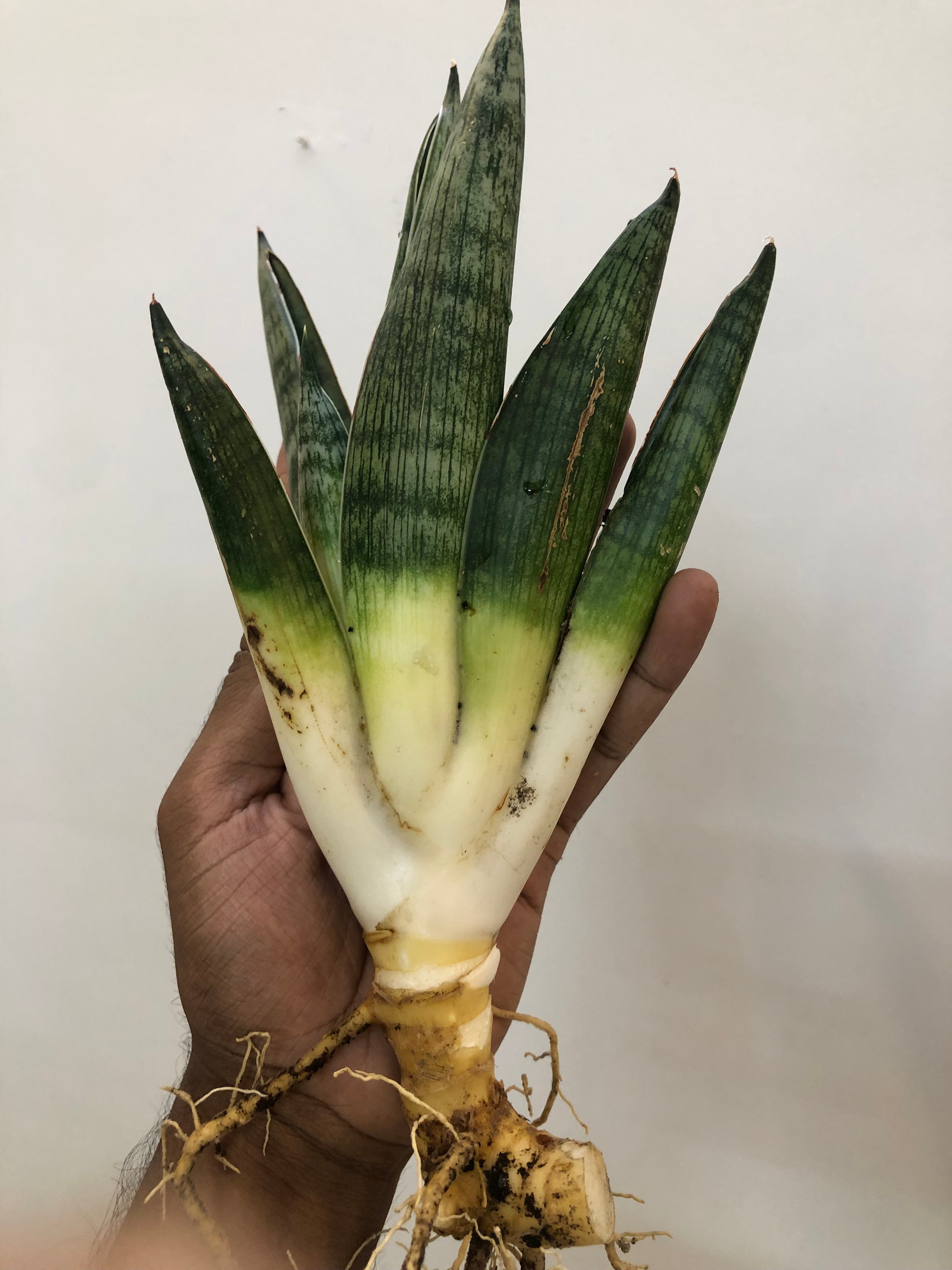 Sansevieria MACHO