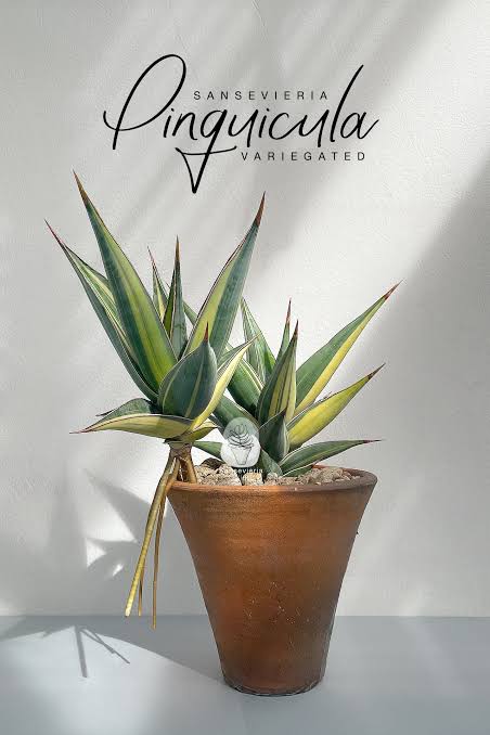 Sansevieria PINGUICULA VARIEGATED