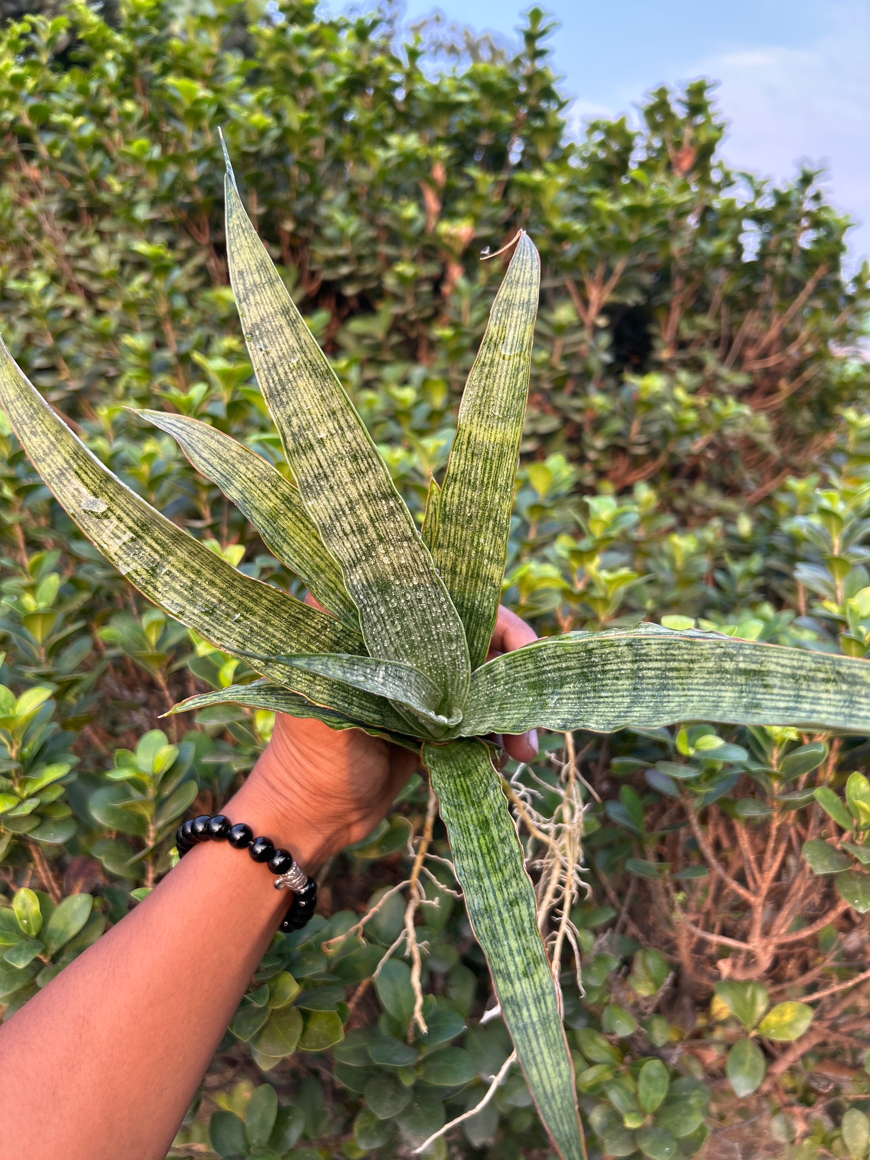Sansevieria LAYLI