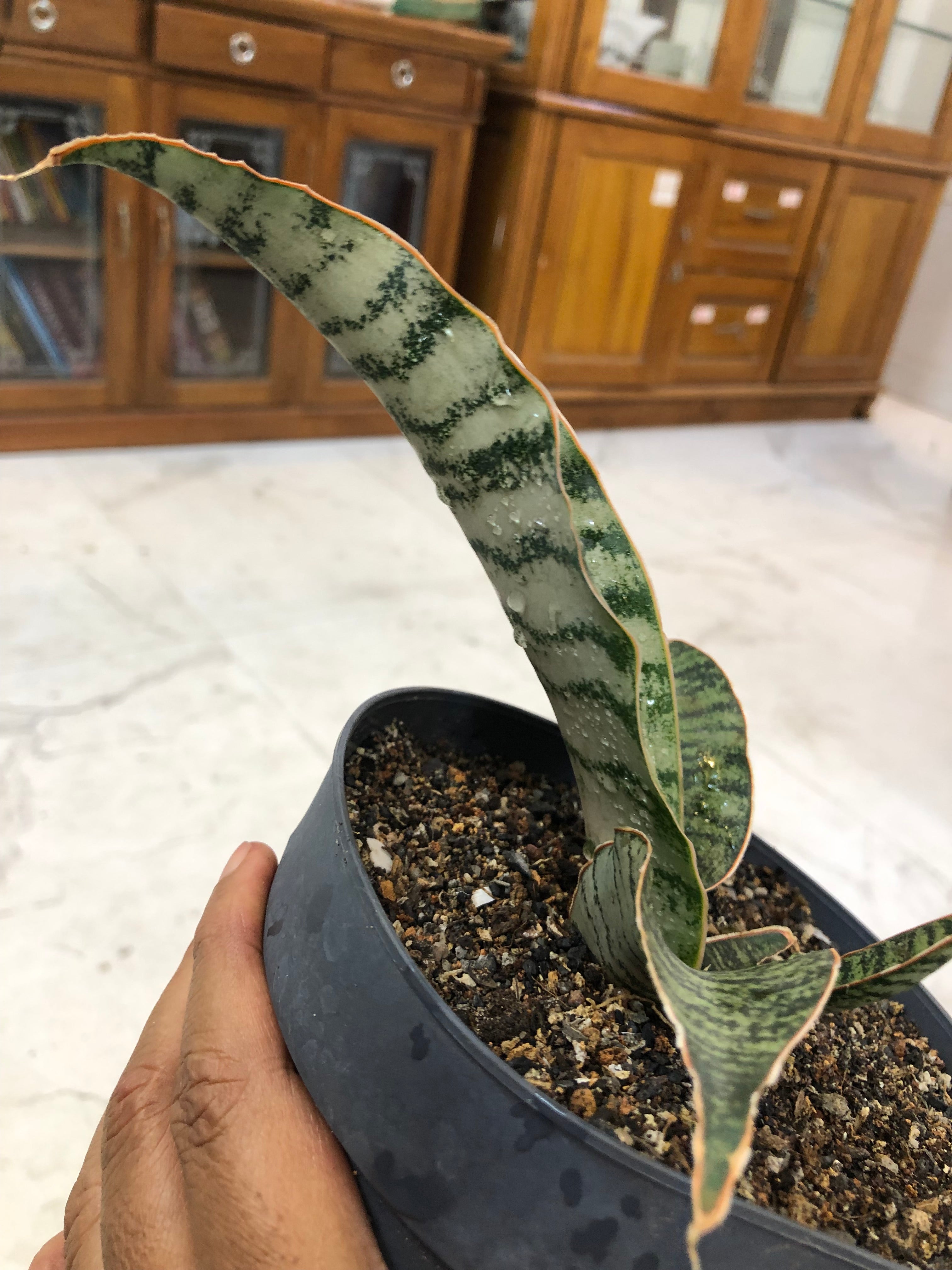Sansevieria Hybrid MARFUAH