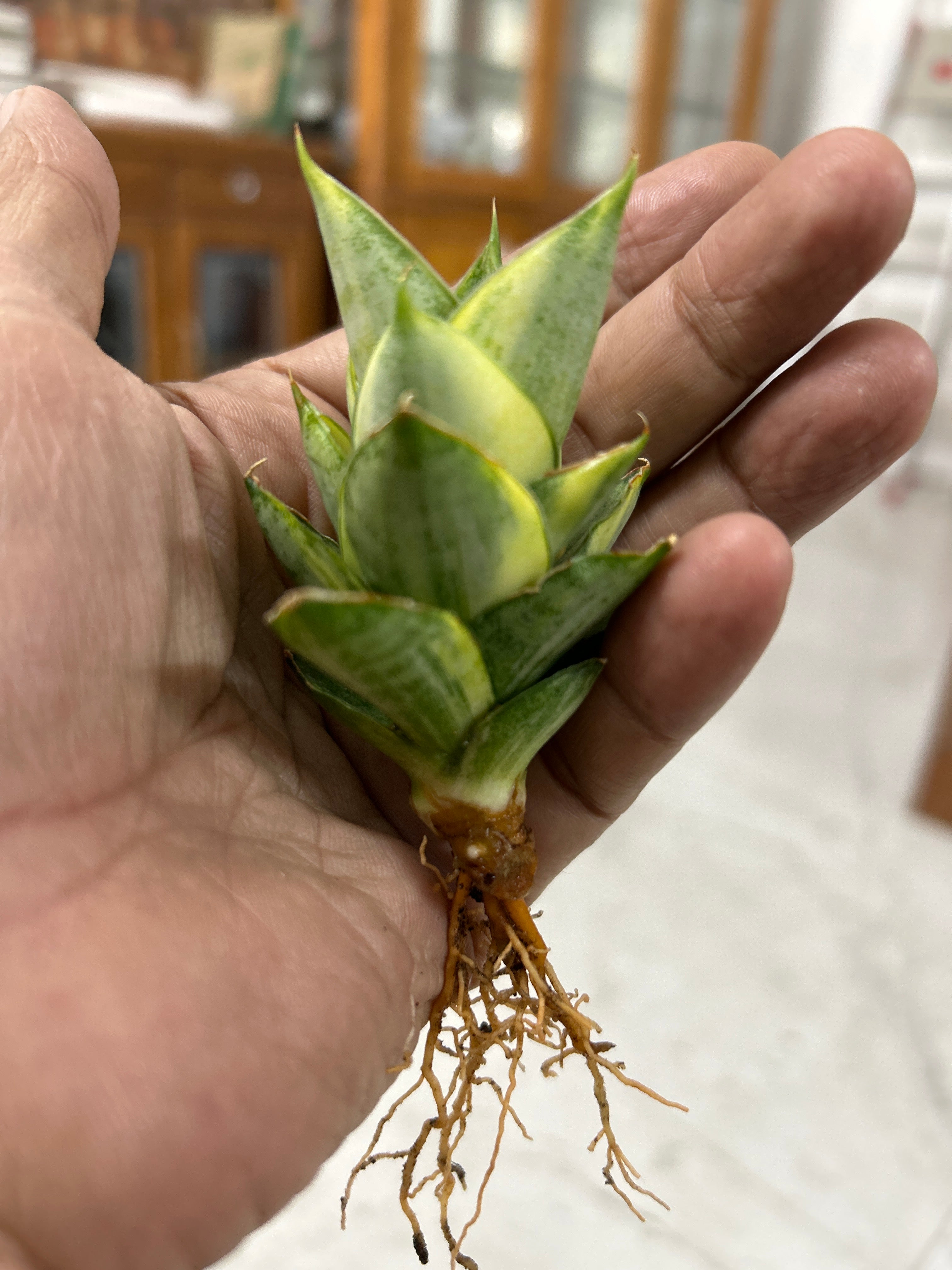 Sansevieria PAGODA VARIEGATED