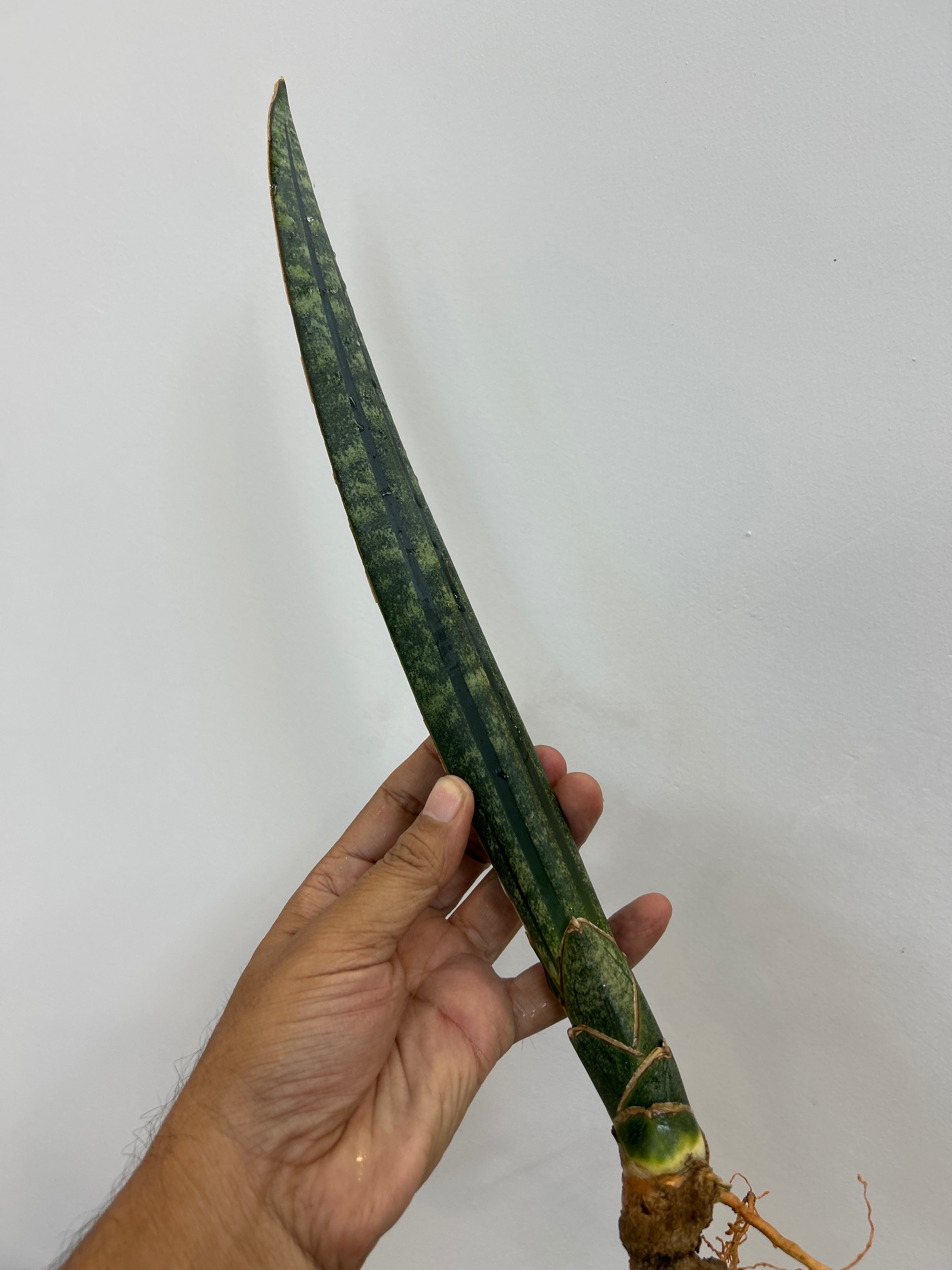 Sansevieria MALAWI BATS