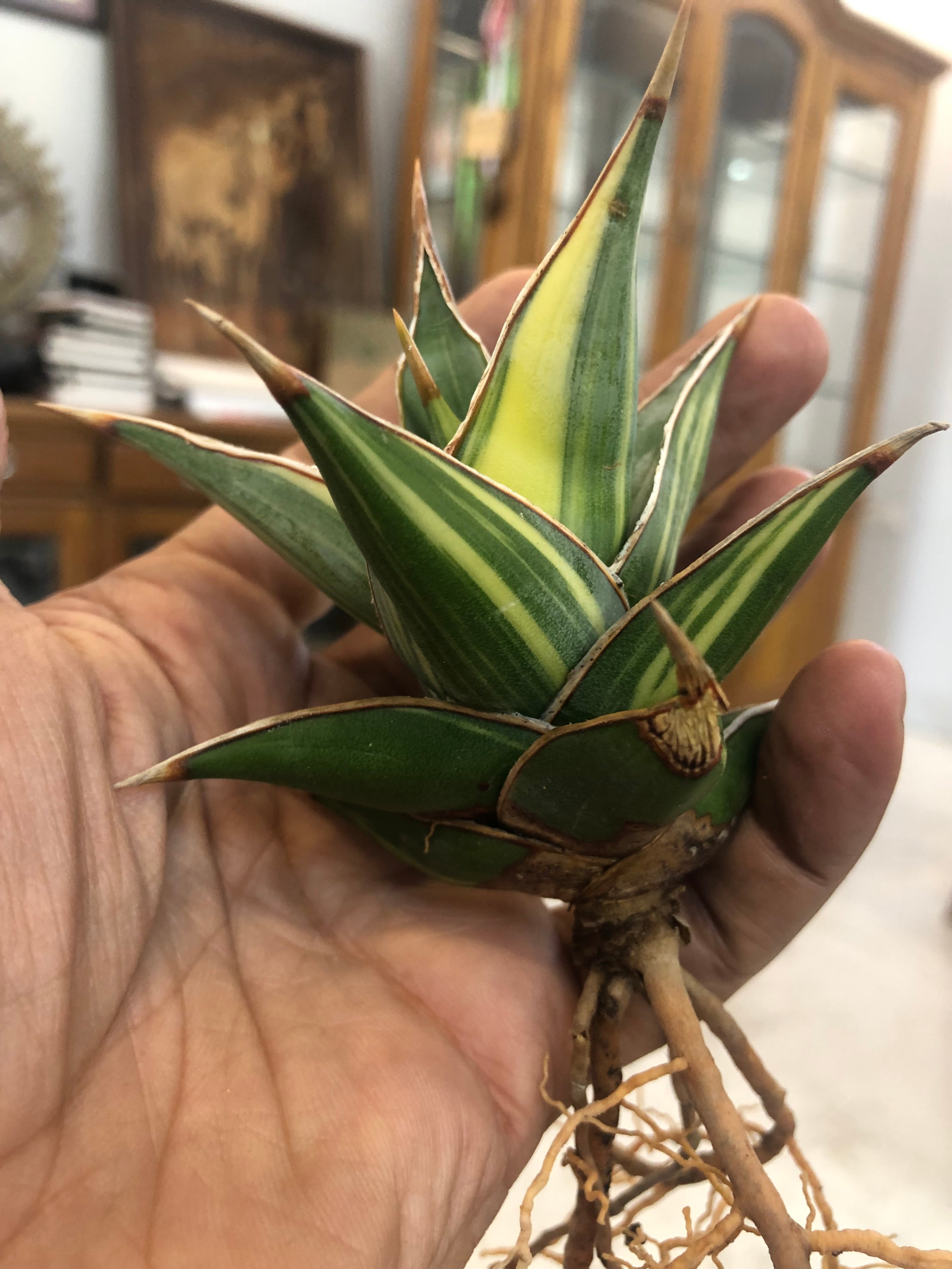 Sansevieria PINGUICULA VARIEGATED