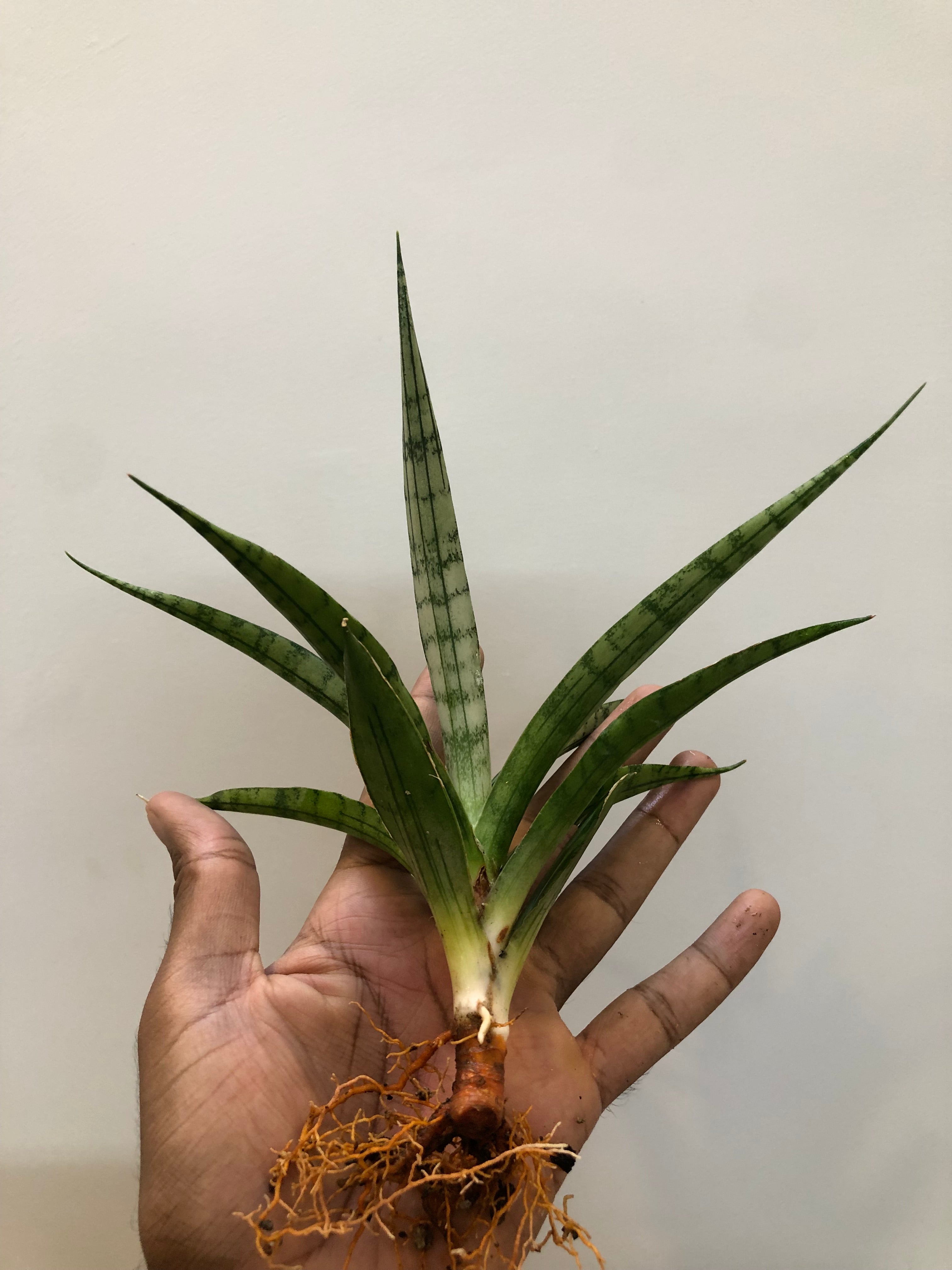 Sansevieria FON PRUM
