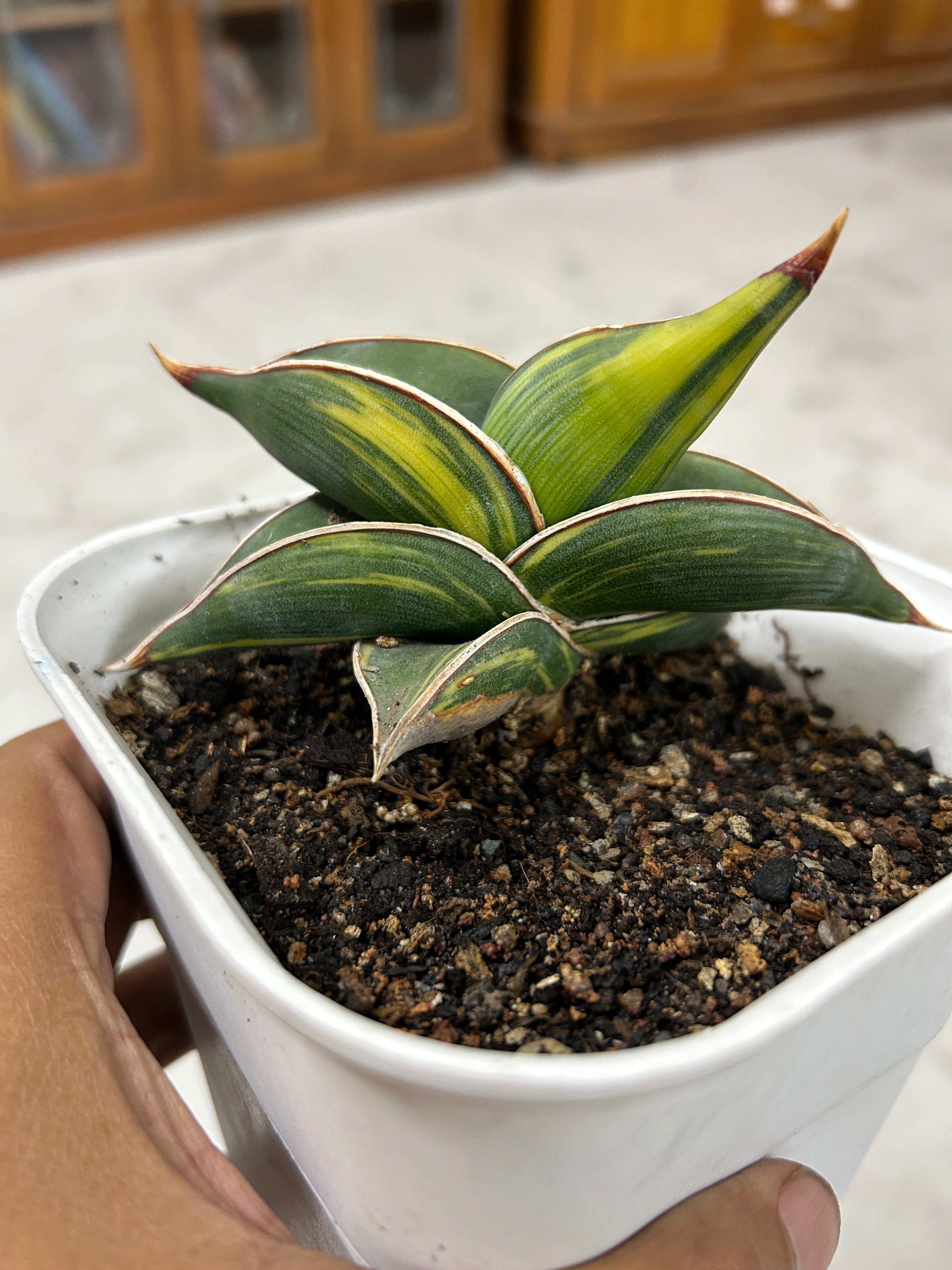Sansevieria RORIDA VAR