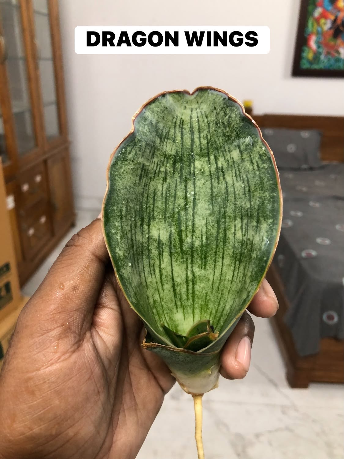 COMBO NO. 41 : SANSEVIERIA COMBO OF 2 PLANTS