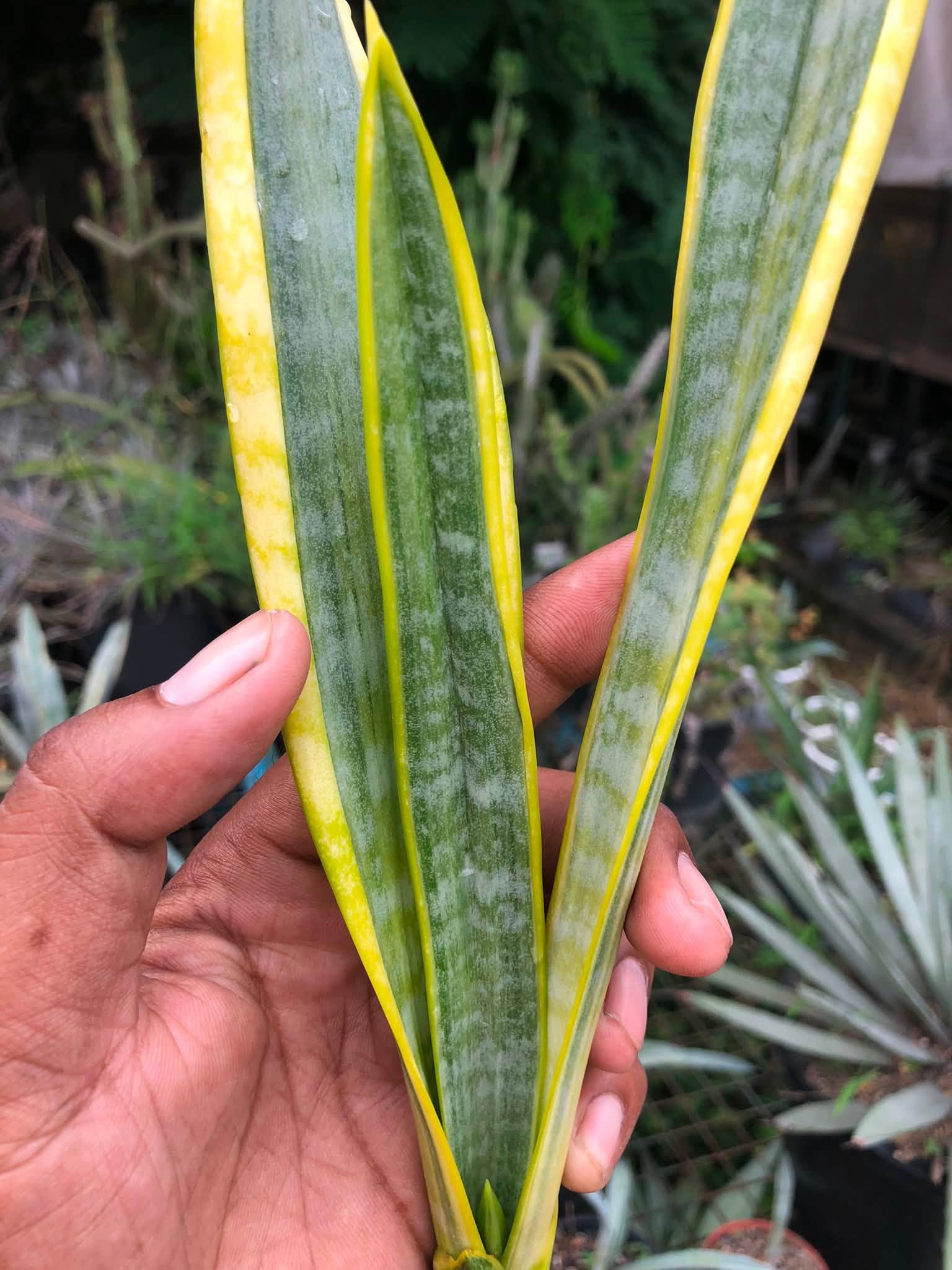 Sansevieria Trifaciata 'Aslaam'