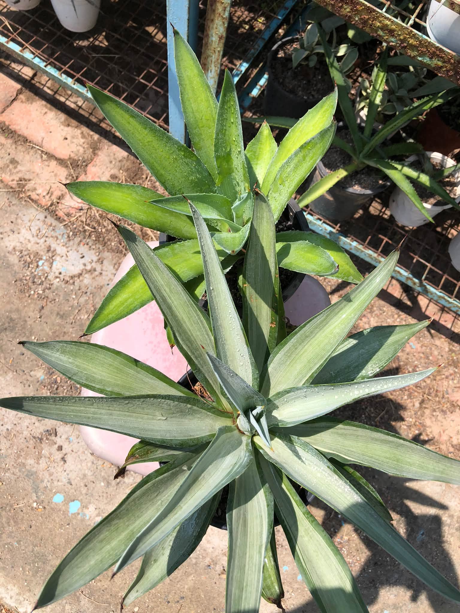 COMBO NO. 31 : COMBO OF 2 AGAVES