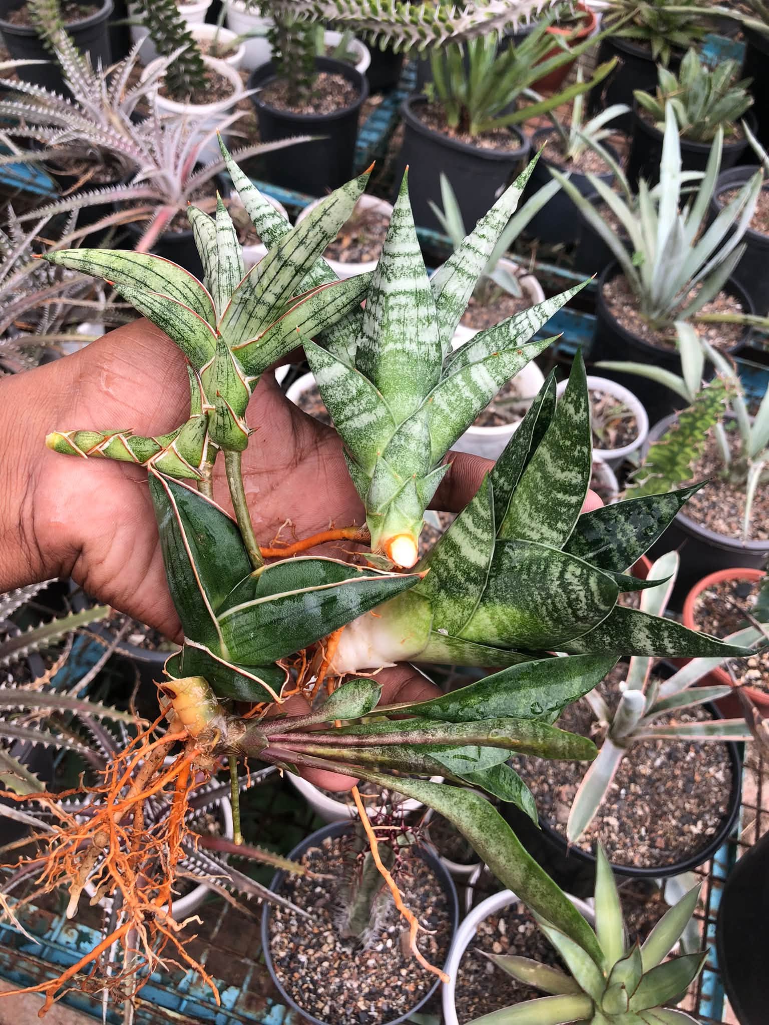 COMBO NO 33 : COMBO OF 5 SANSEVIERIA