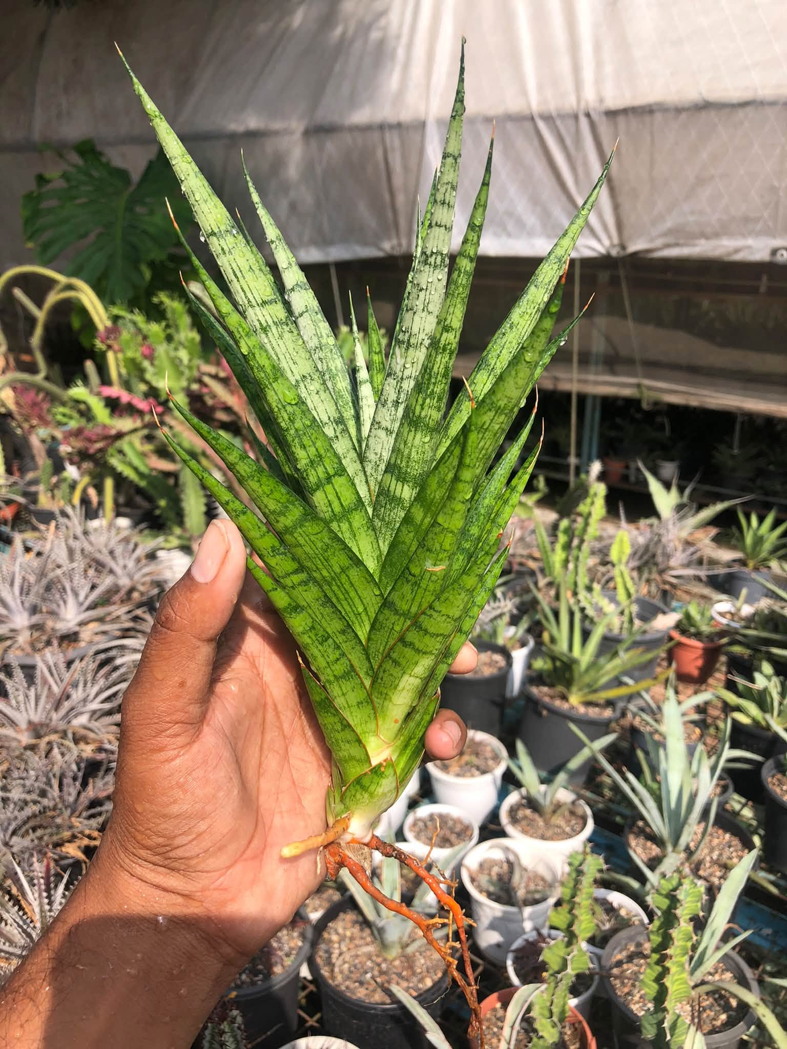SANSEVIERIA PRIMA  HEALTHY LARGE PLANT