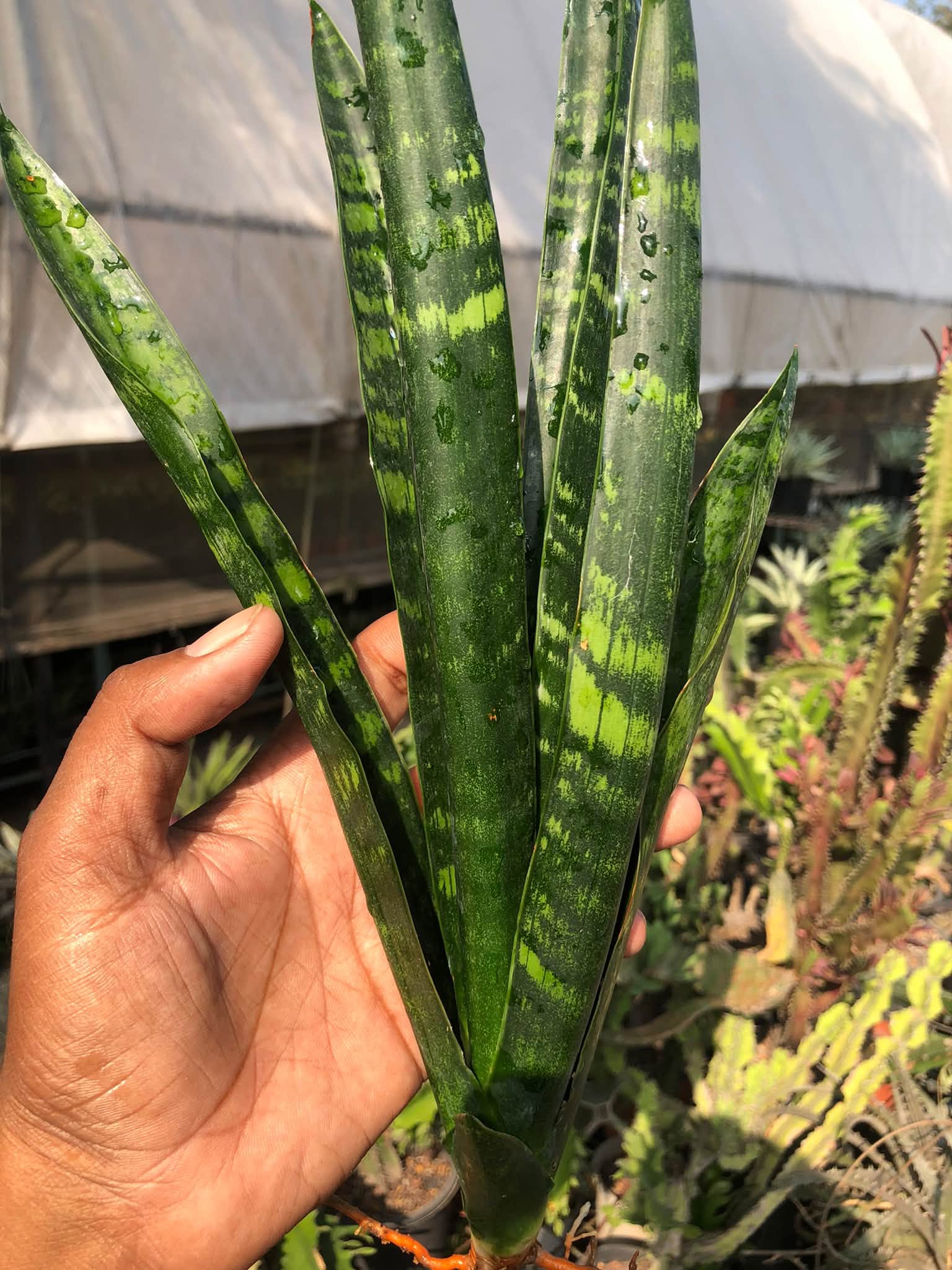 SANSEVIERIA ISTA BLACK