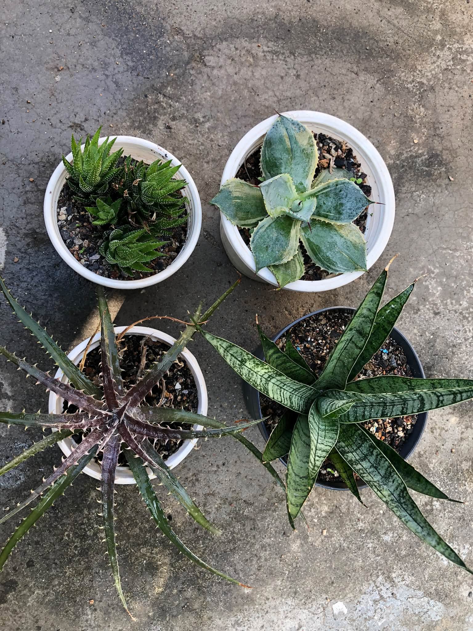 COMBO NO. 38 : COMBO OF 4 DIFFERENT PLANTS
