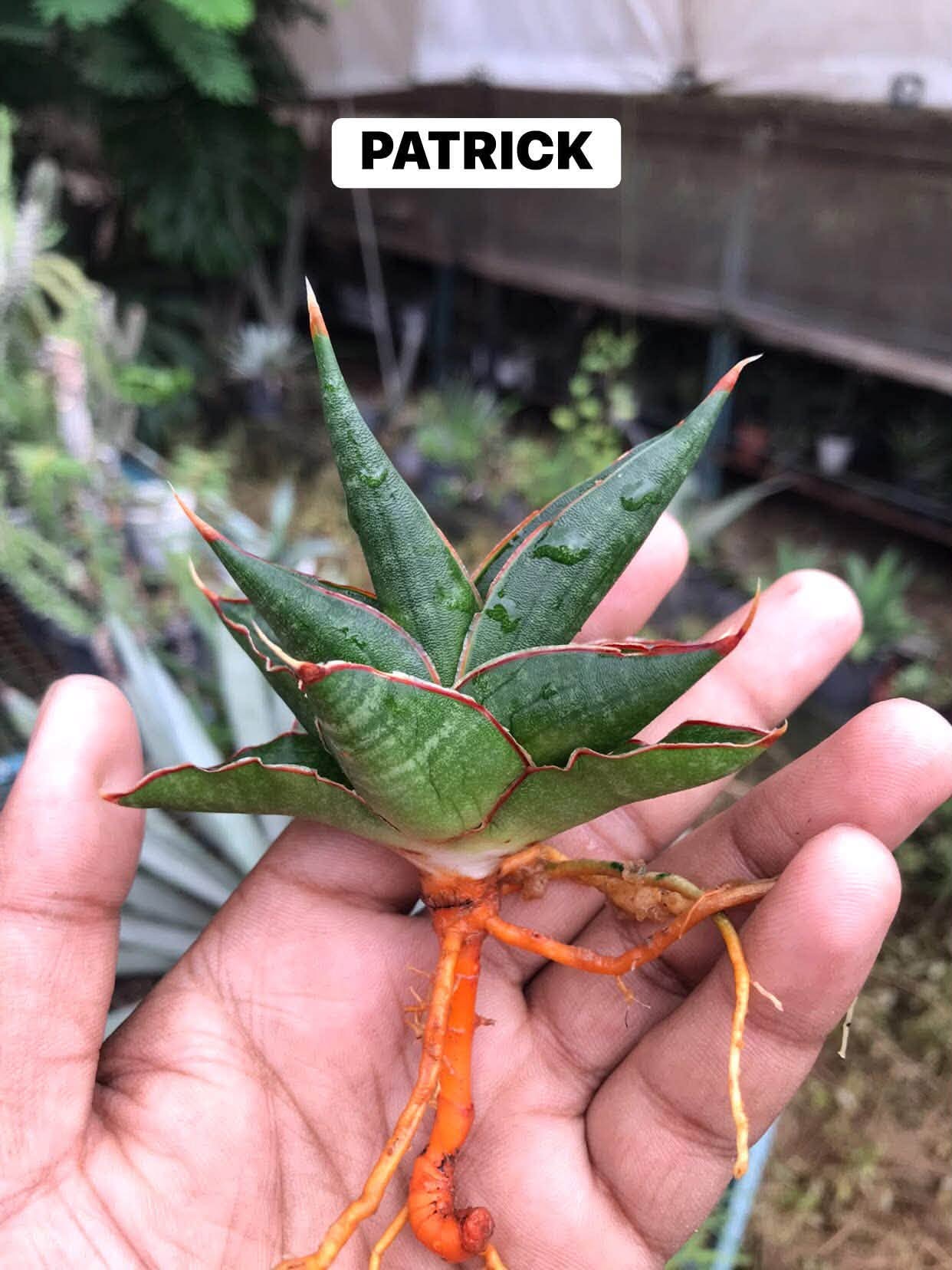Combo No 15 : Five Popular Sansevieria
