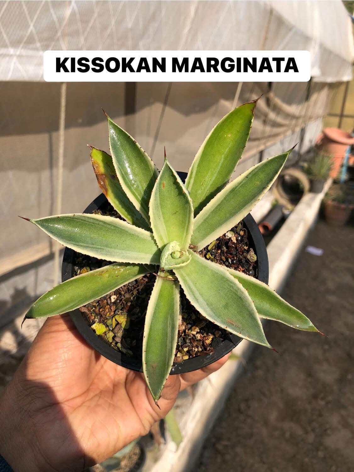 #121 AGAVE/MANGAVE COMBO OF 9 PLANTS