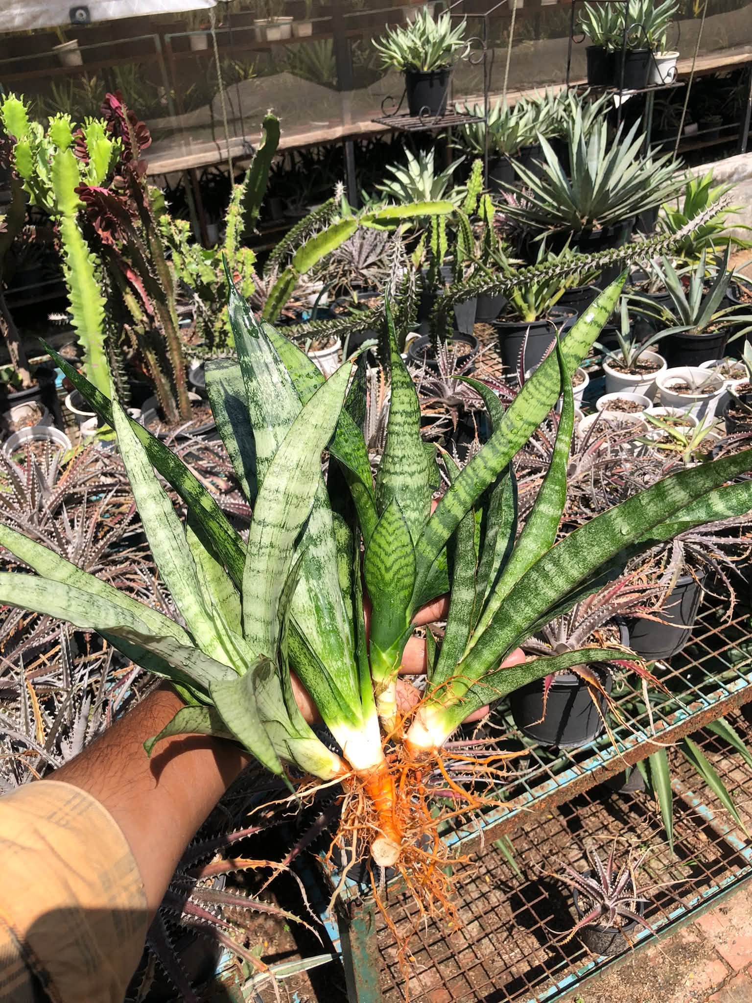 COMBO NO. 39 : COMBO OF 4 LARGE SANSEVIERIA