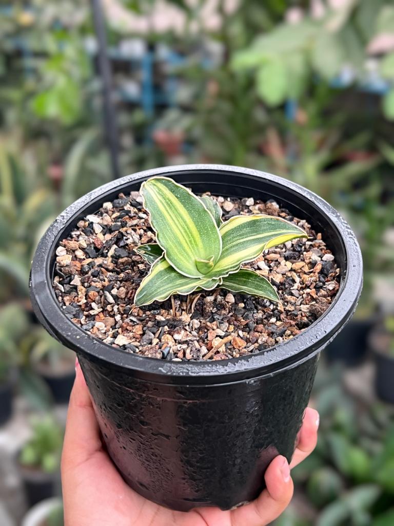 Sansevieria Blue Leaf Variegated (A)