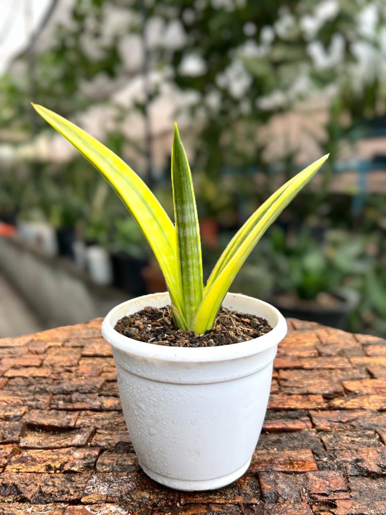 Sansevieria Ebracteata Variegated