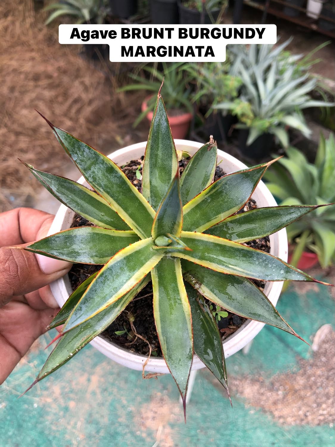 Combo No 18 : Twelve Popular Agaves and Mangaves