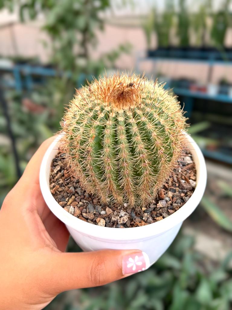 Parodia warasii (Single Head)