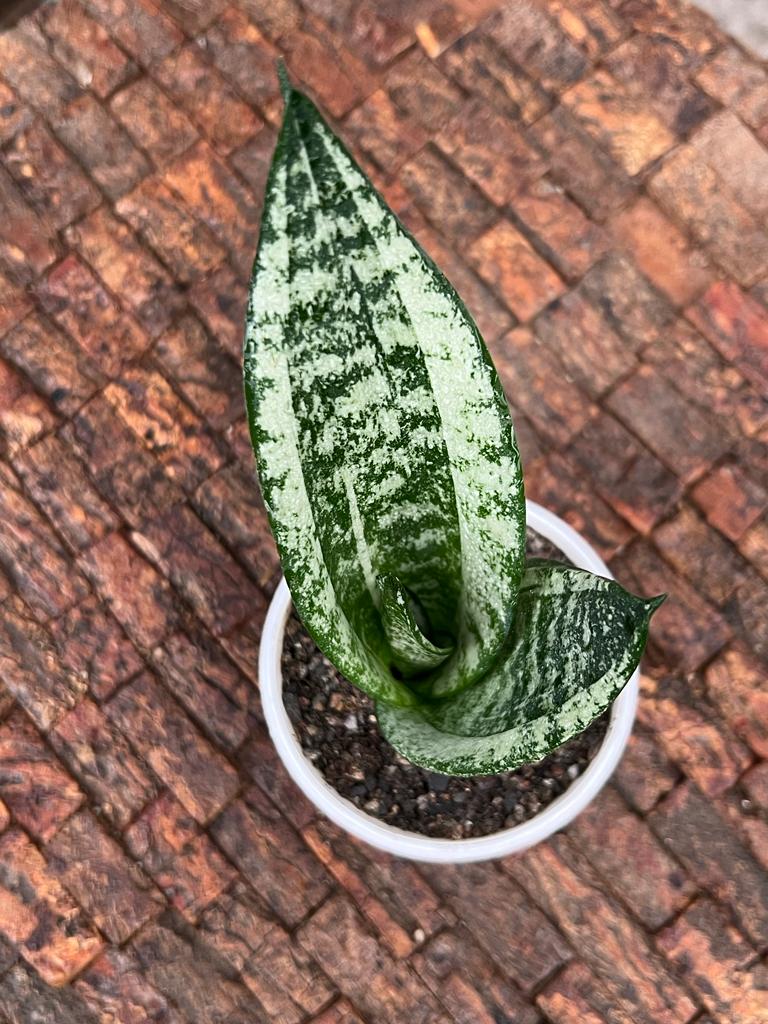 Sansevieria Moonshine Mutant