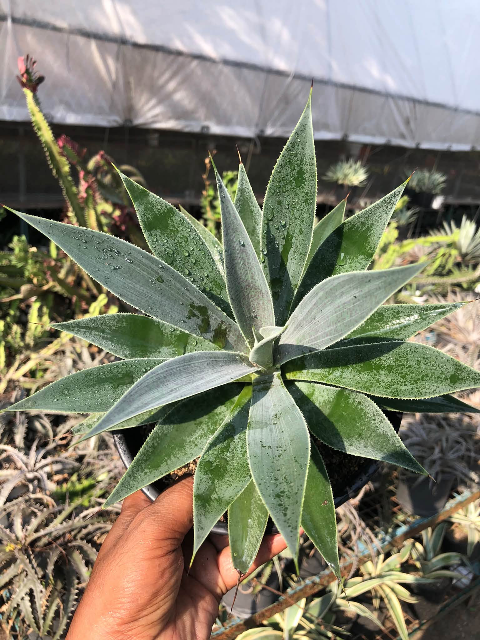 MANGAVE LAVENDER LADY