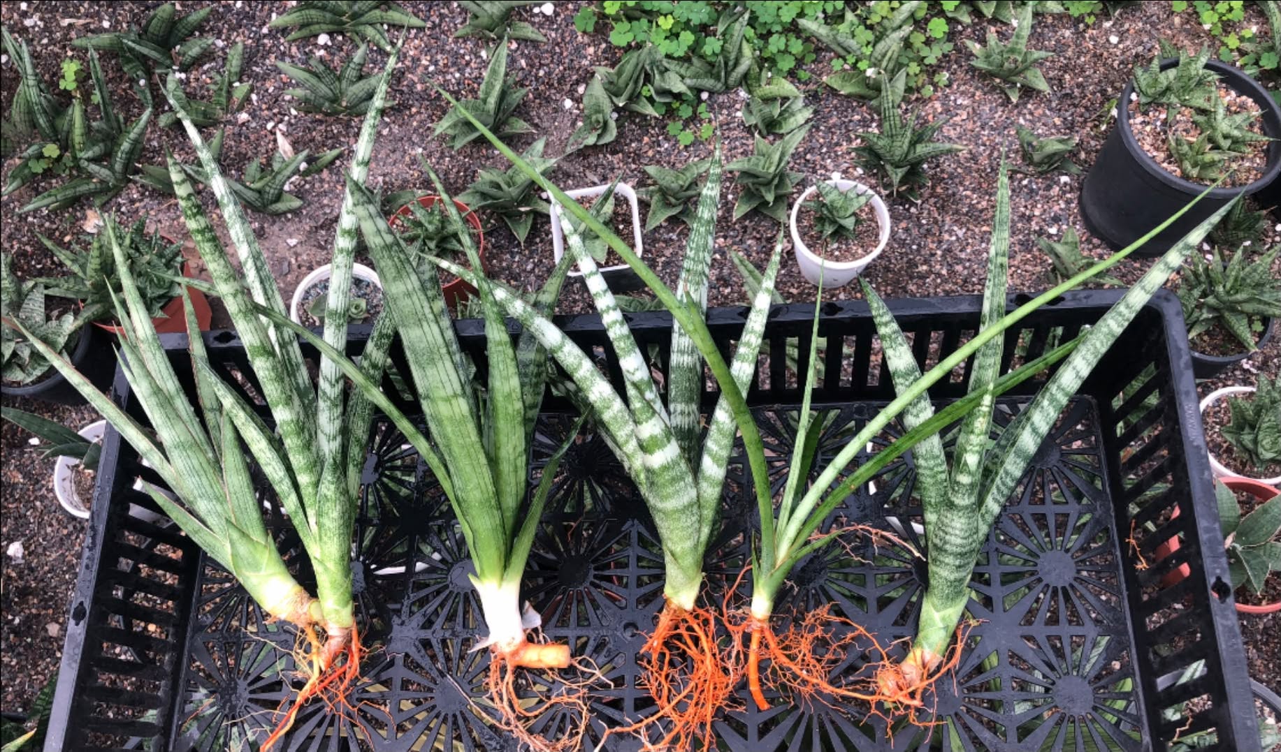 Combo No 23 : Six Sansevieria