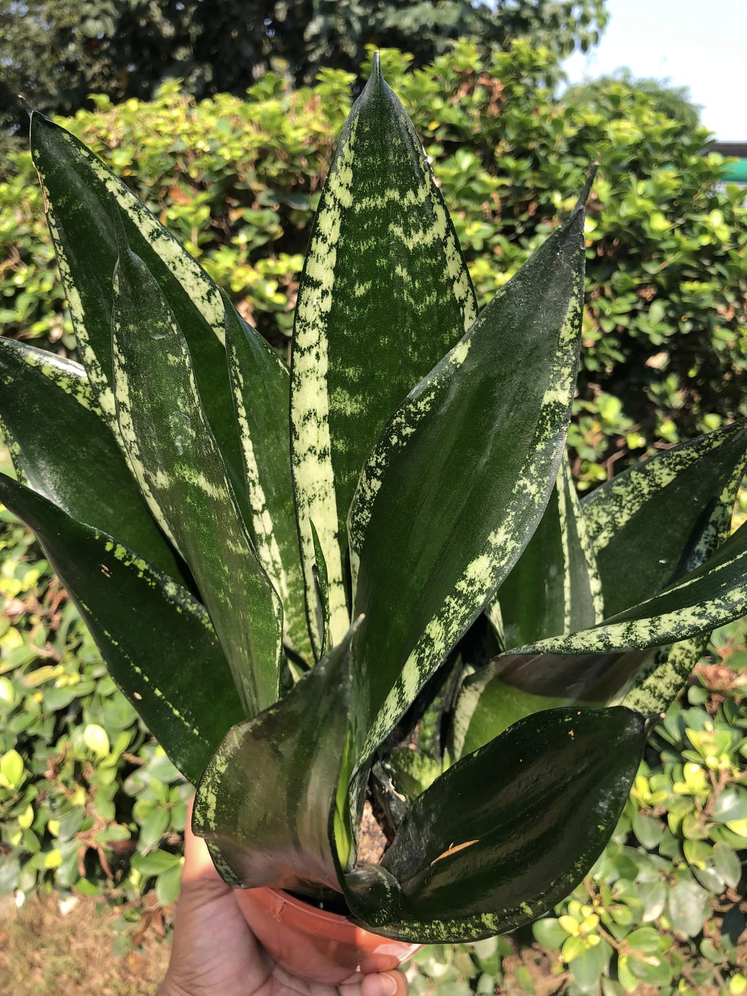 Sansevieria Whitney Clump of 3 large Plants