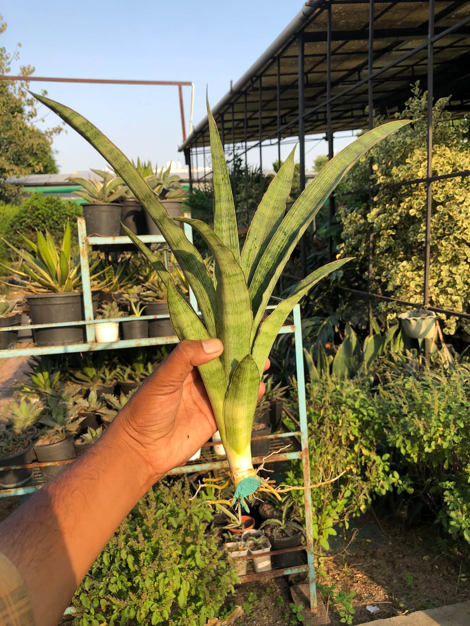 SANSEVIERIA LALYI