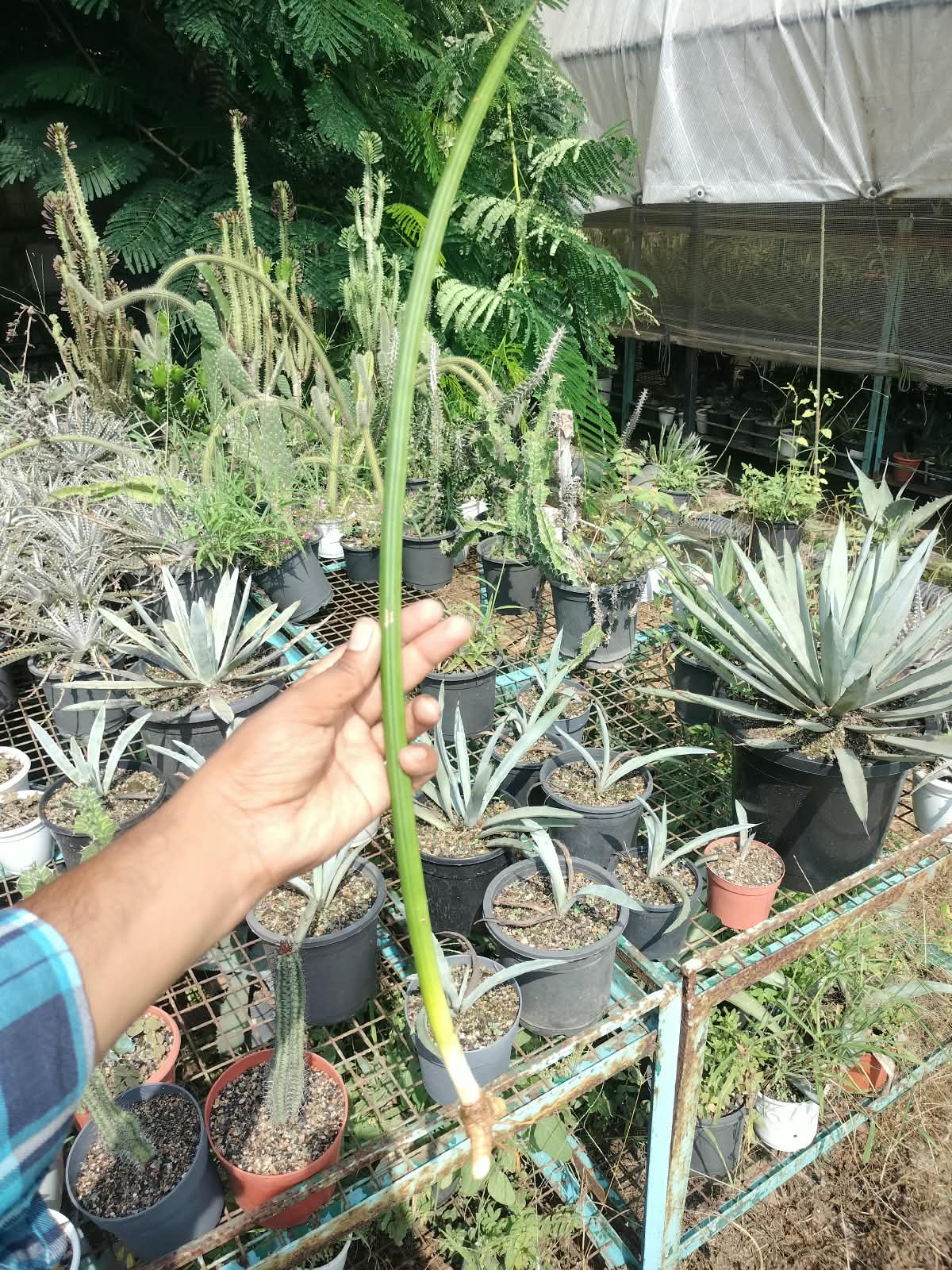 Combo No 17 : Three Large Sansevieria