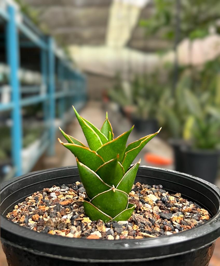 Sansevieria Hybrid 'Tower'